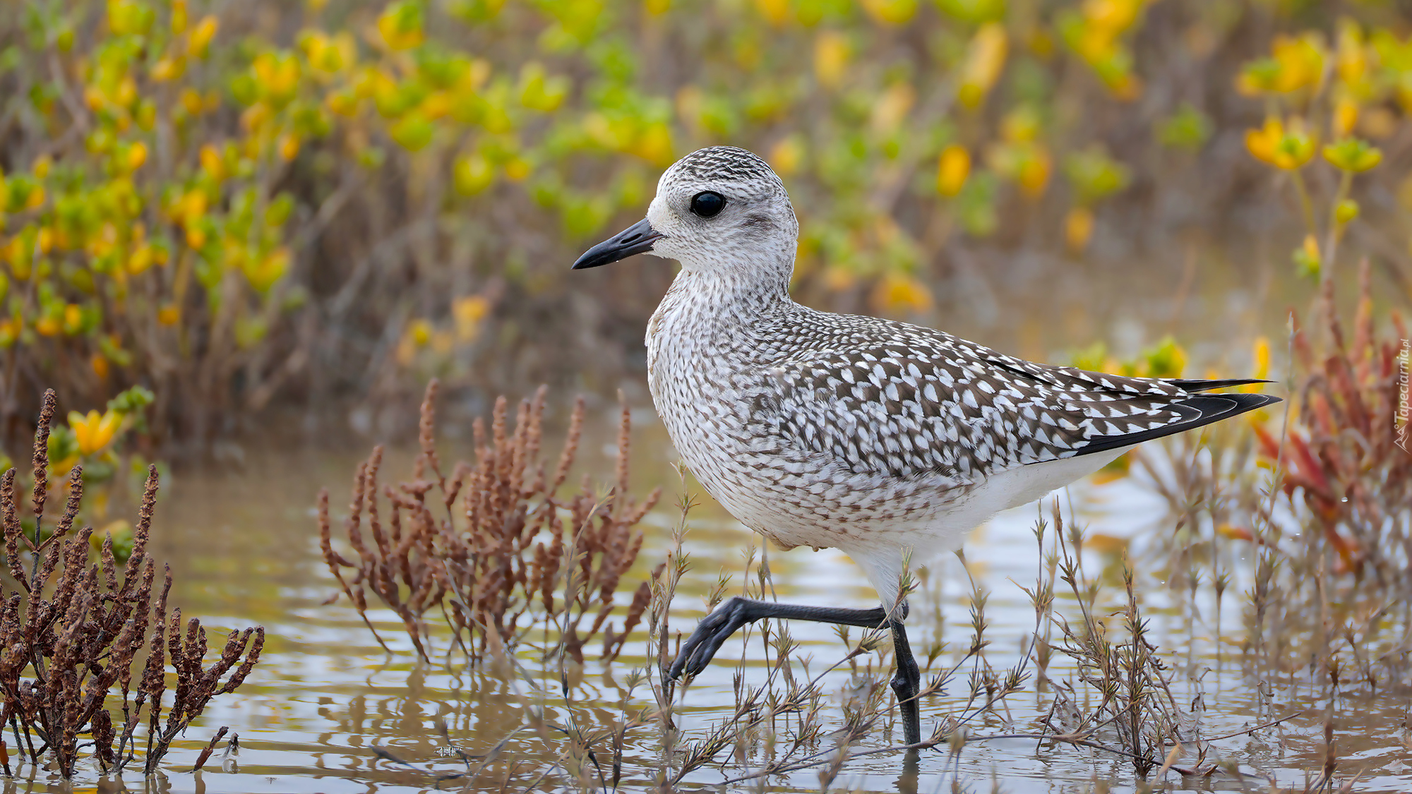 Ptak, Siewnica, Woda, Rośliny