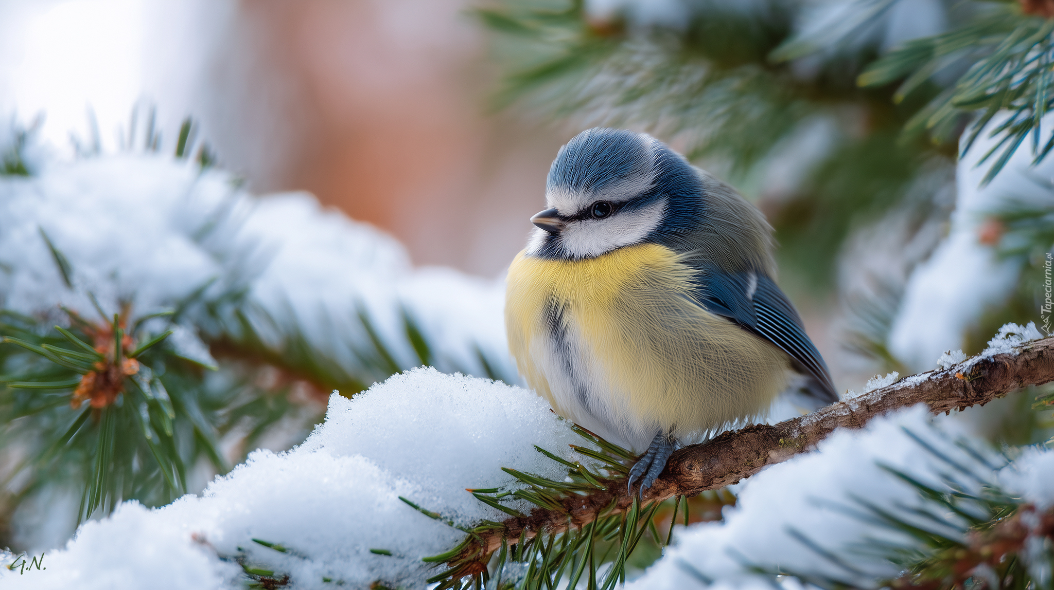 Sikora modraszka, Świerk, Śnieg, Grafika