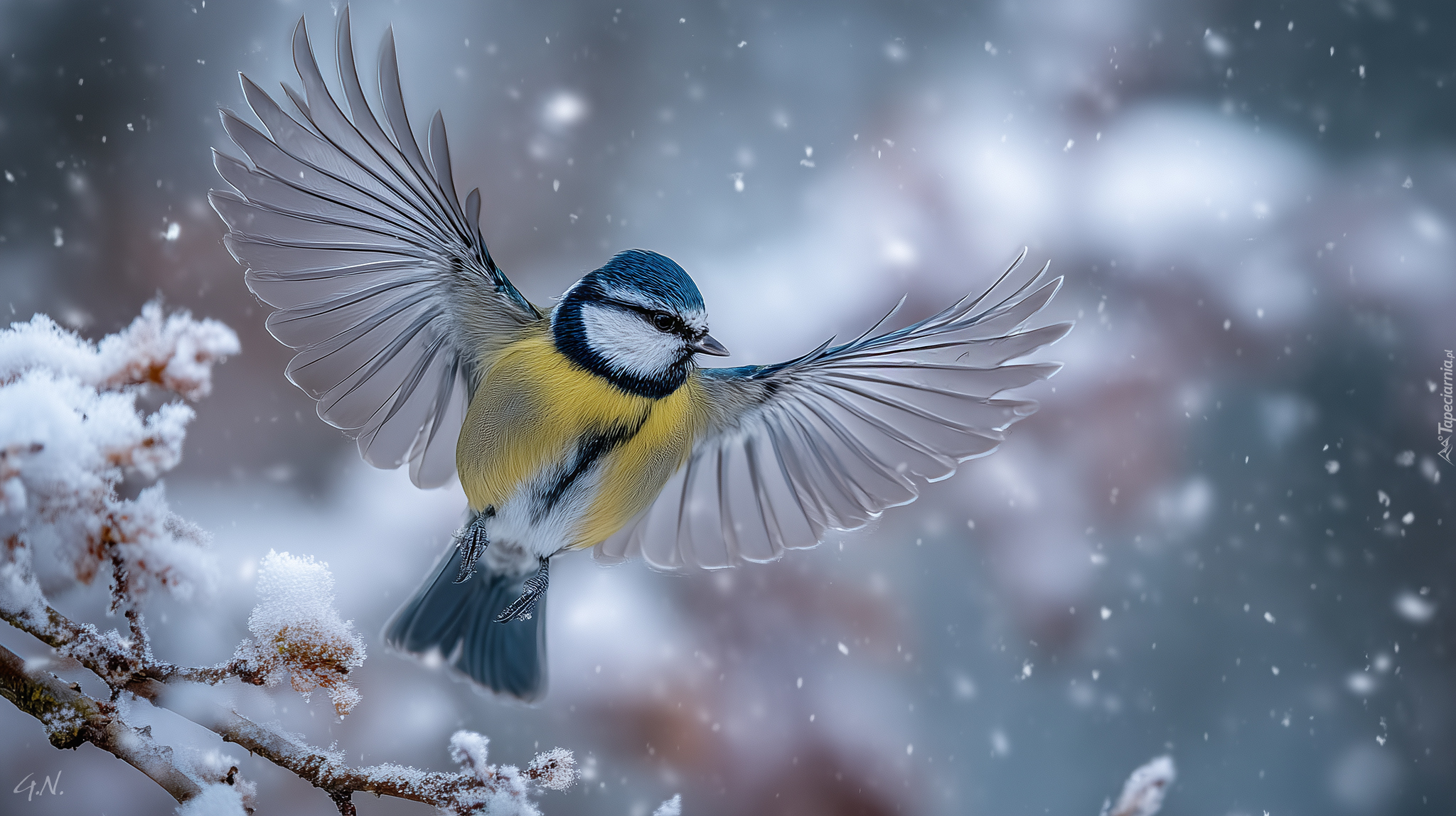 Sikora modraszka, Skrzydła, Gałązka, Zima, Grafika AI