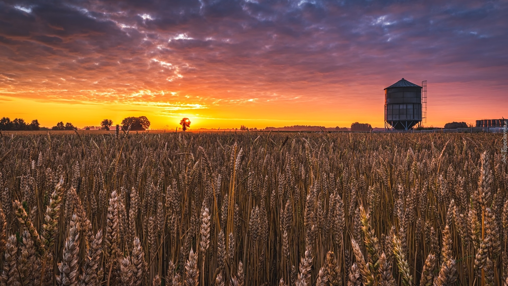 Pole, Zboże, Drzewa, Zachód słońca, Chmury, Silos