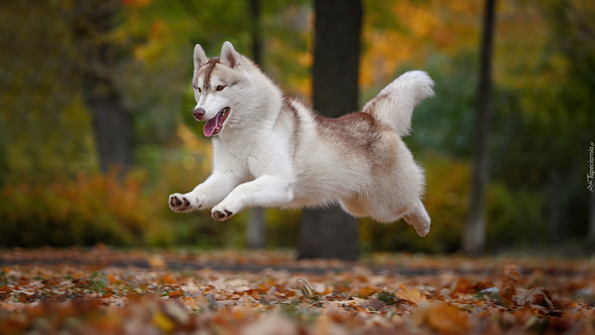 Skaczący, Pies, Siberian husky