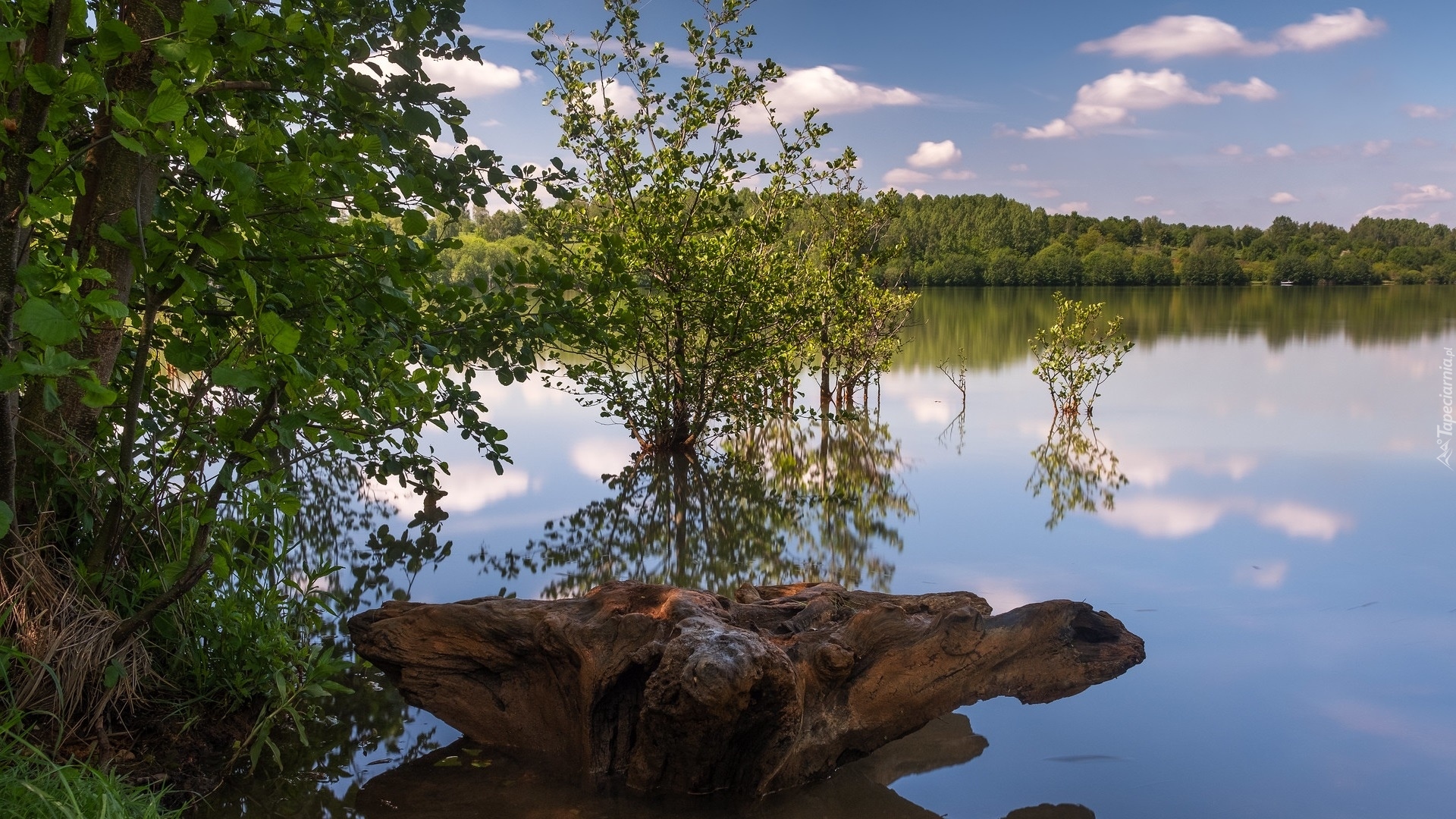 Jezioro, Zielone, Drzewa, Skała