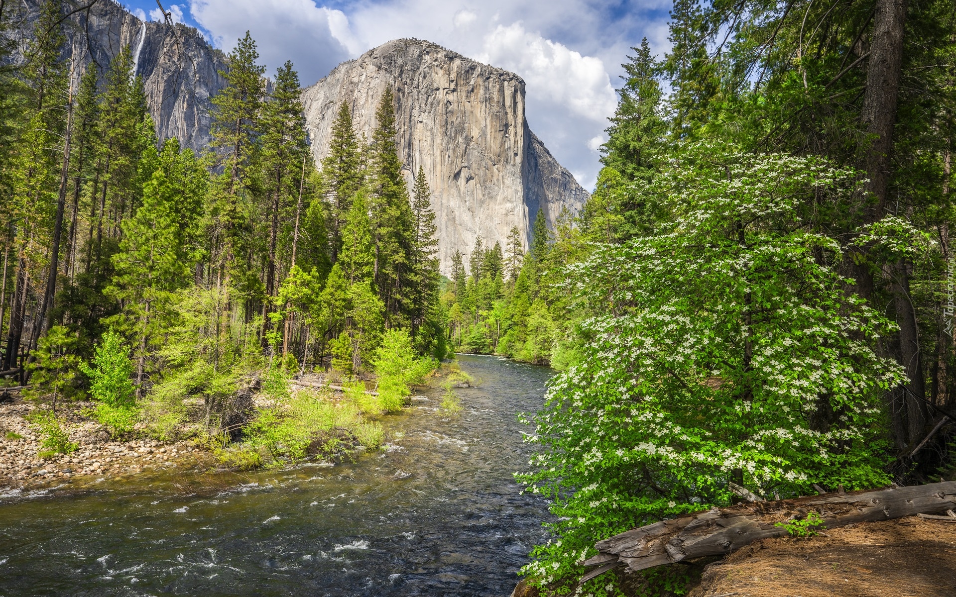 Stany Zjednoczone, Kalifornia, Park Narodowy Yosemite, Góra, El Capitan, Rzeka, Merced River, Drzewa, Krzewy