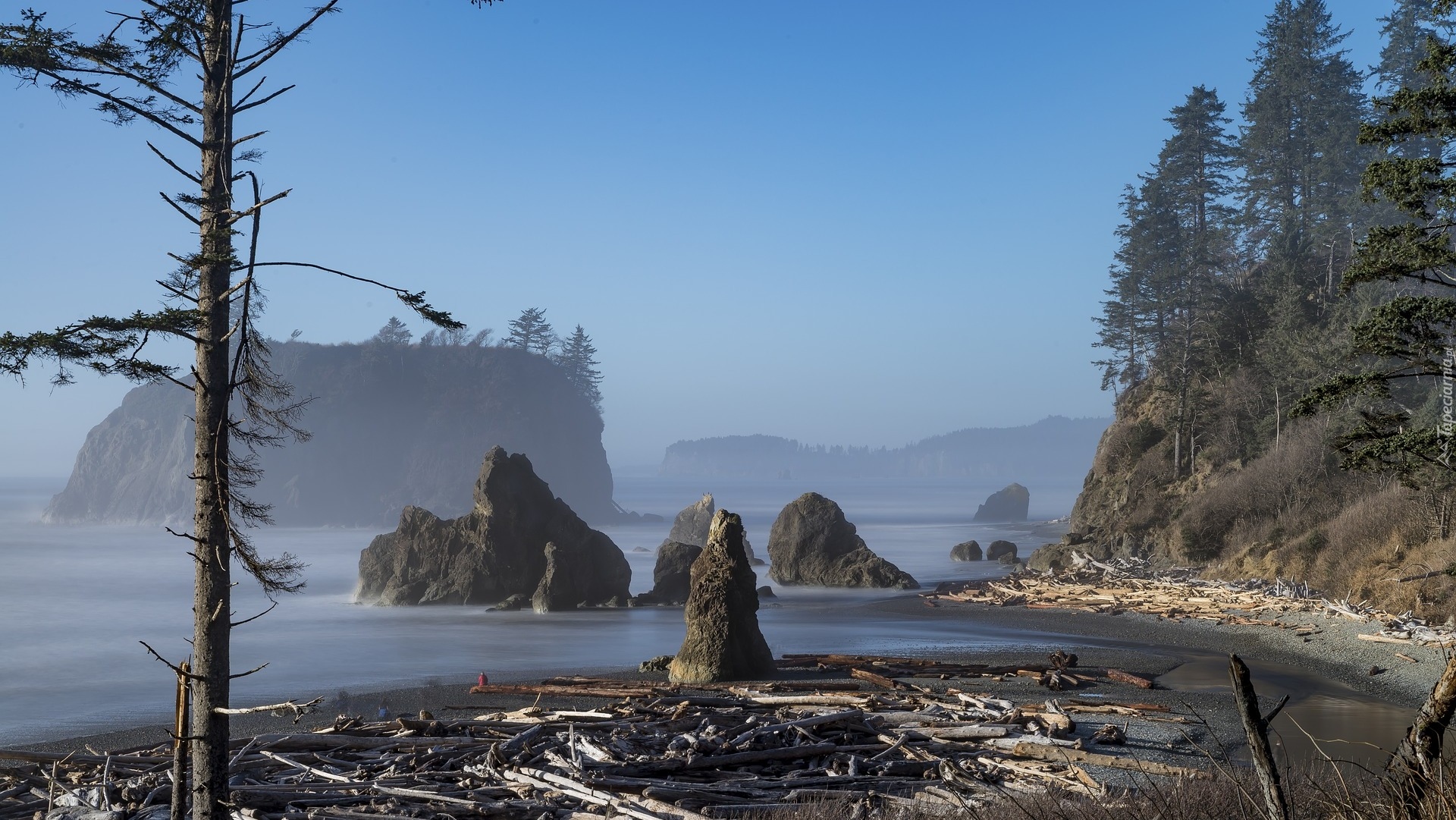 Stany Zjednoczone, Stan Waszyngton, Park Narodowy Olympic, Ruby Beach, Wybrzeże, Skały, Drzewa