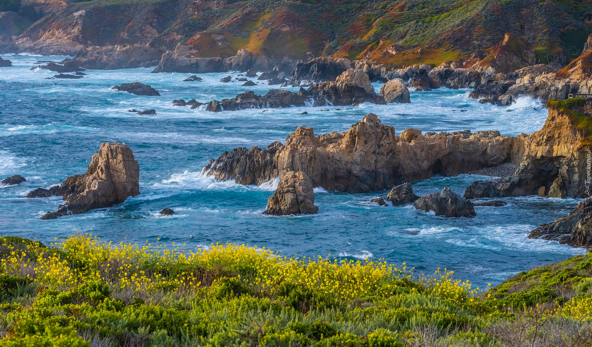 Wybrzeże, Big Sur, Morze, Skały, Rośliny, Park Stanowy Garrapata, Kalifornia, Stany Zjednoczone