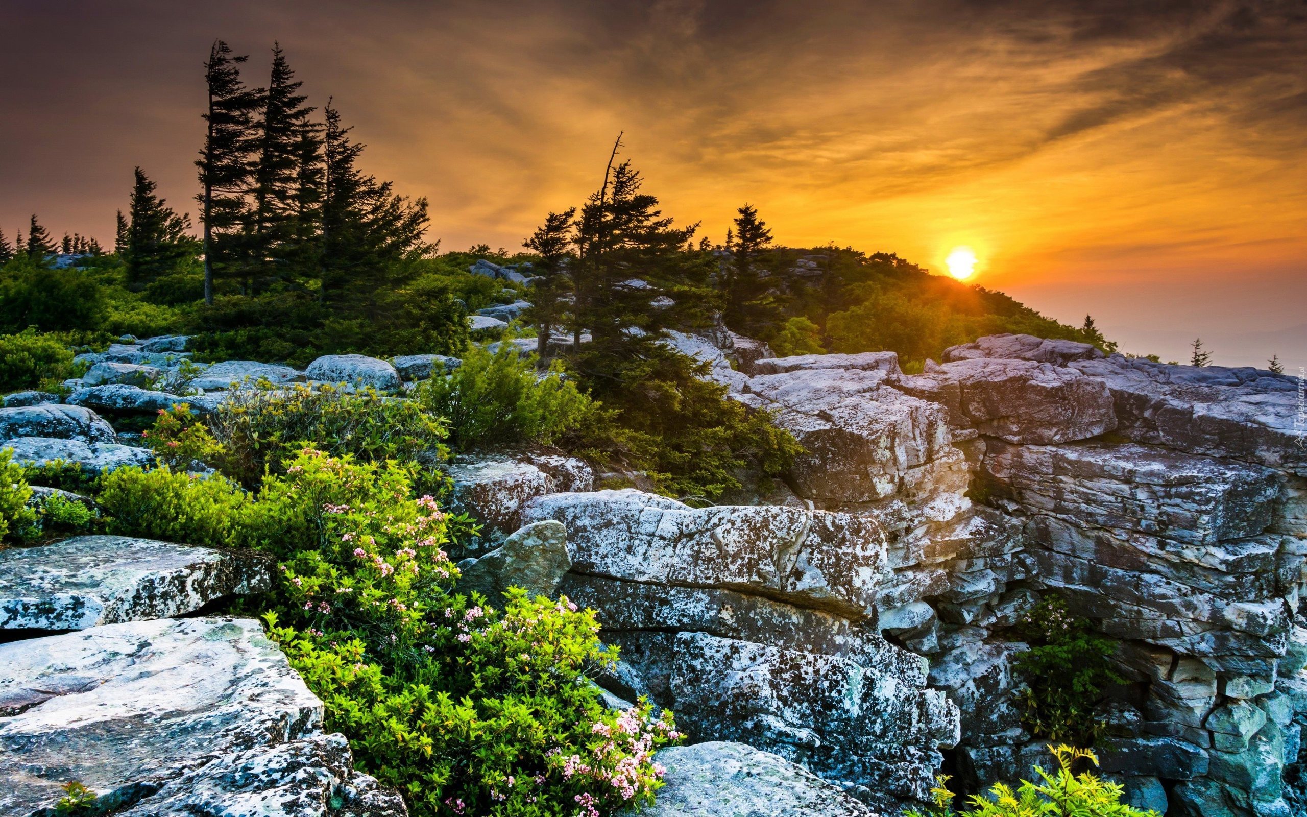 Stany Zjednoczone, Wirginia Zachodnia, Płaskowyż Dolly Sods Wilderness, Skały, Zachód słońca