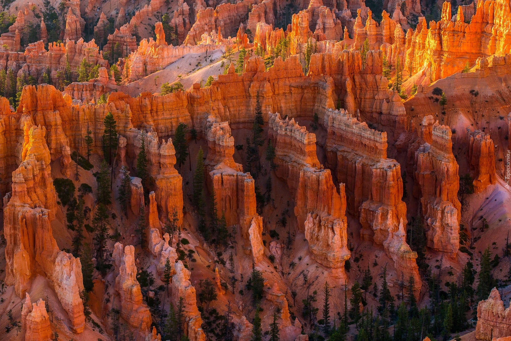 Stany Zjednoczone, Stan Utah, Park Narodowy Bryce Canyon, Kanion,  Drzewa