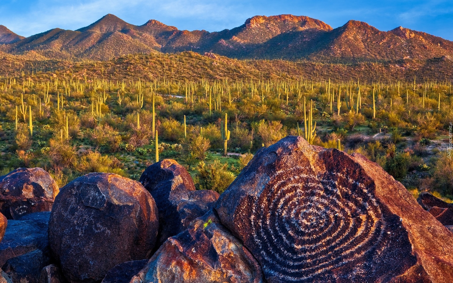 Stany Zjednoczone, Arizona, Tucson, Park Narodowy Saguaro, Góry, Skały, Kaktusy