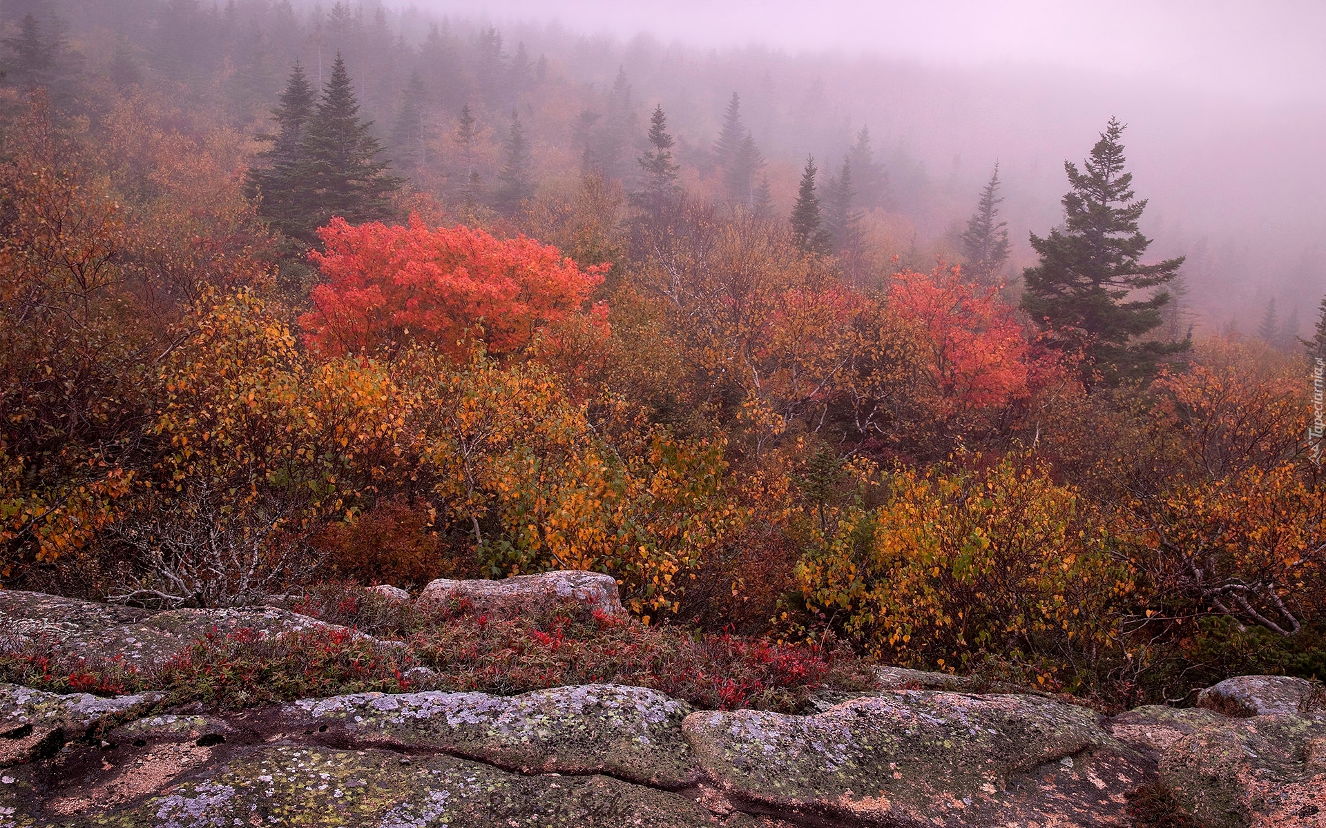 Jesień, Kamienie, Głazy, Drzewa, Kolorowe, Krzewy, Mgła