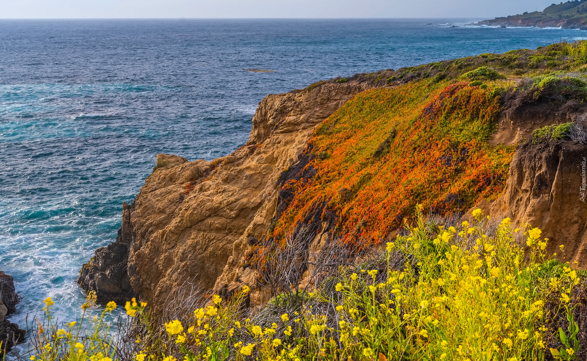Morze, Skały, Rośliny, Kwiaty, Park Stanowy Garrapata, Kalifornia, Stany Zjednoczone