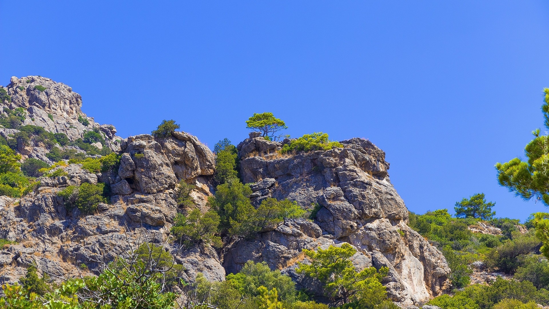 Skały, Roślinność, Drzewa, Krzewy