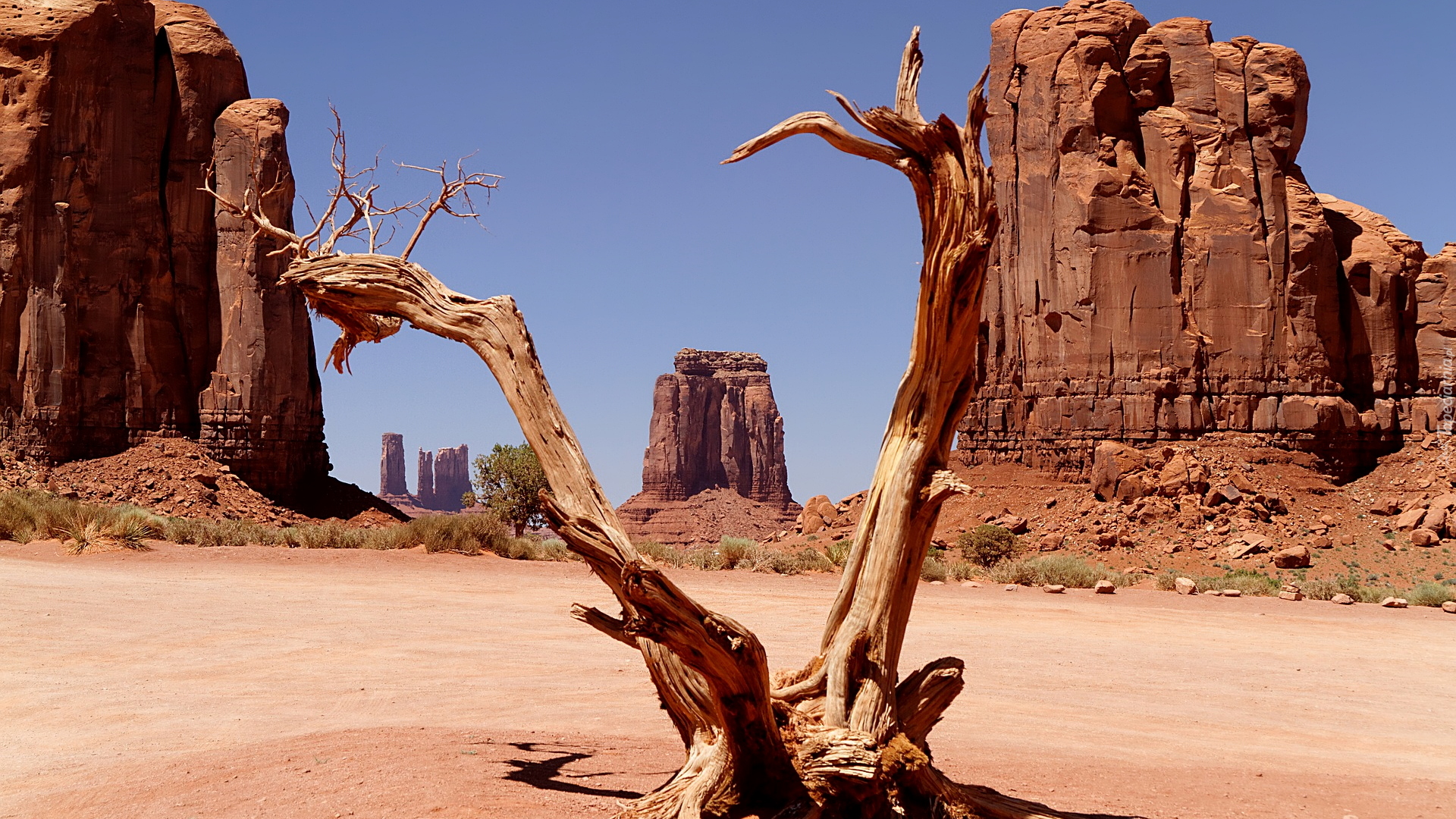 Skały, Suche, Drzewo, Monument Valley, Wyżyna Kolorado, Utah, Stany Zjednoczone