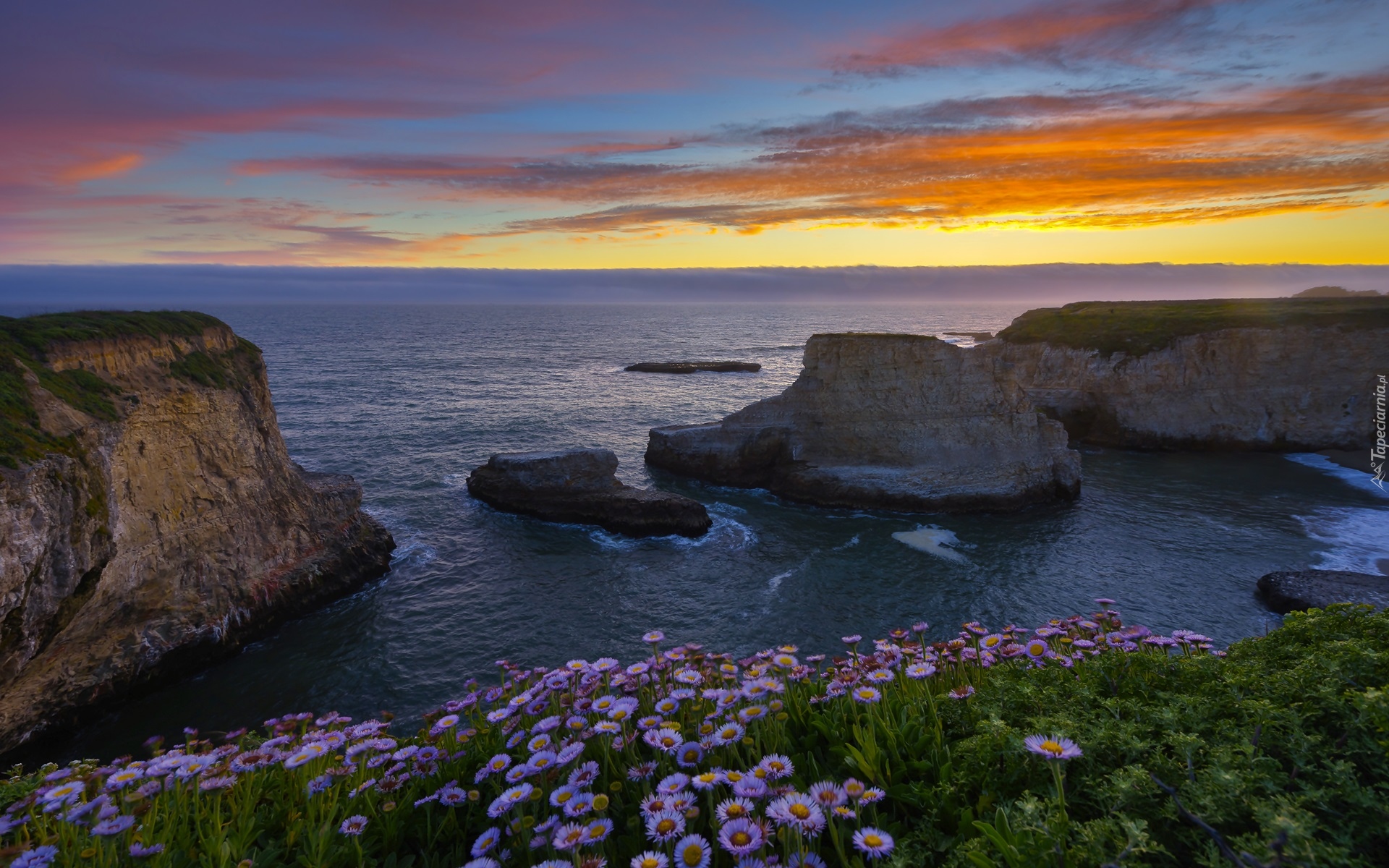 Morze, Ocean Spokojny, Wybrzeże, Skały, Kwiaty, Zachód słońca, Davenport, Hrabstwo Santa Cruz, Kalifornia, Stany Zjednoczone