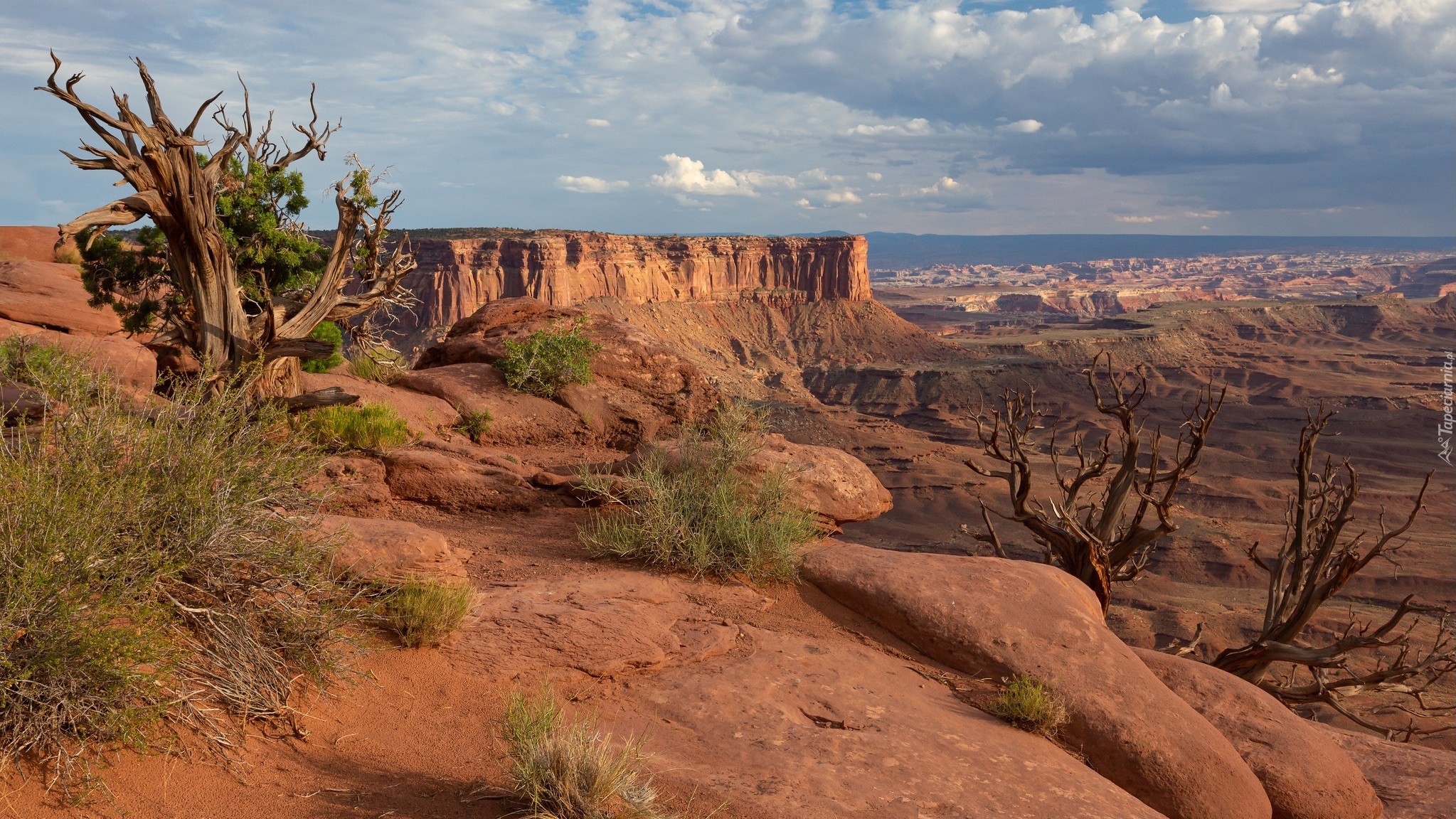 Kanion, Park Narodowy Canyonlands, Rośliny, Stan Utah, Stany Zjednoczone