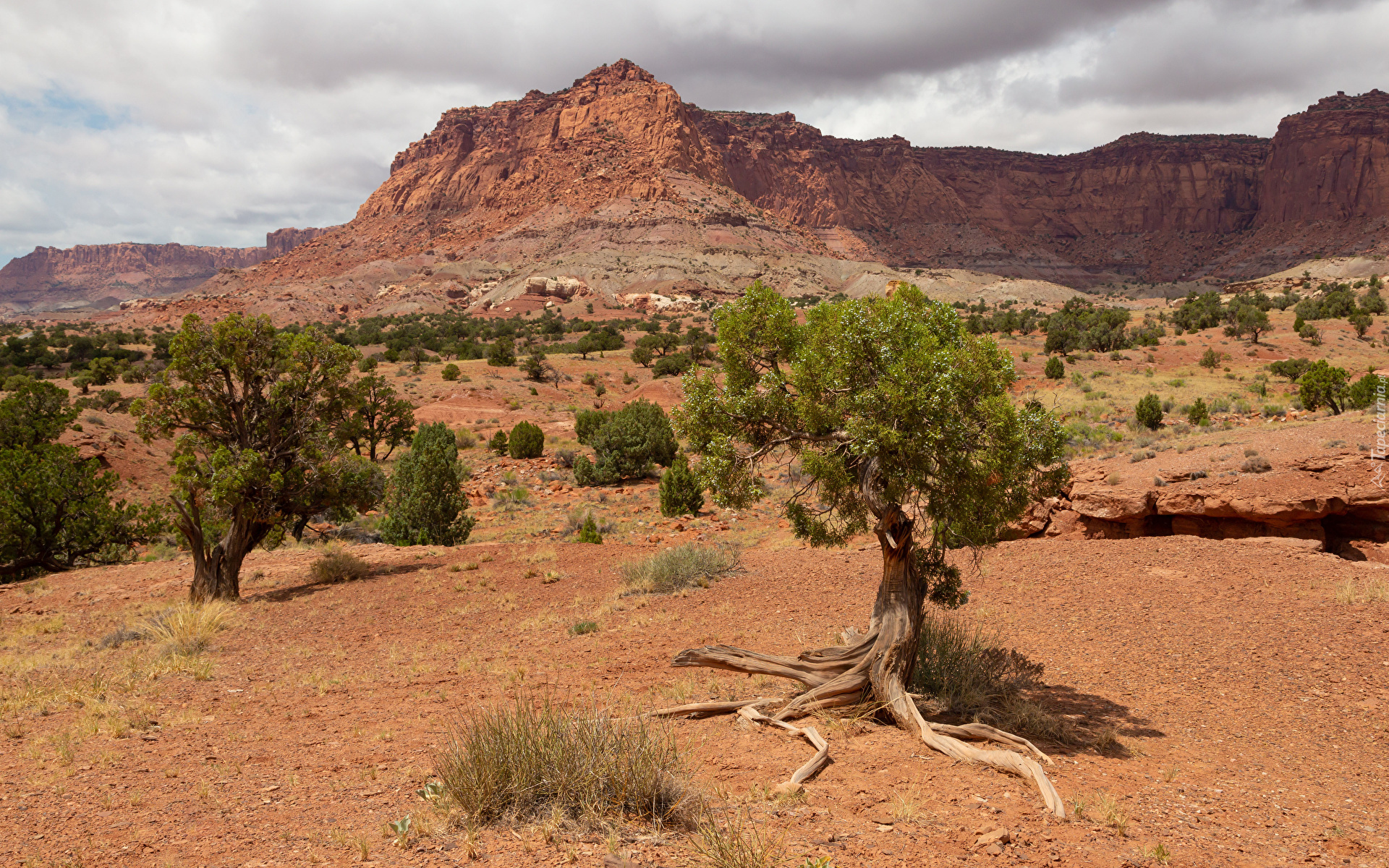 Góry, Skały, Park Narodowy Capitol Reef, Drzewa, Utah, Stany Zjednoczone