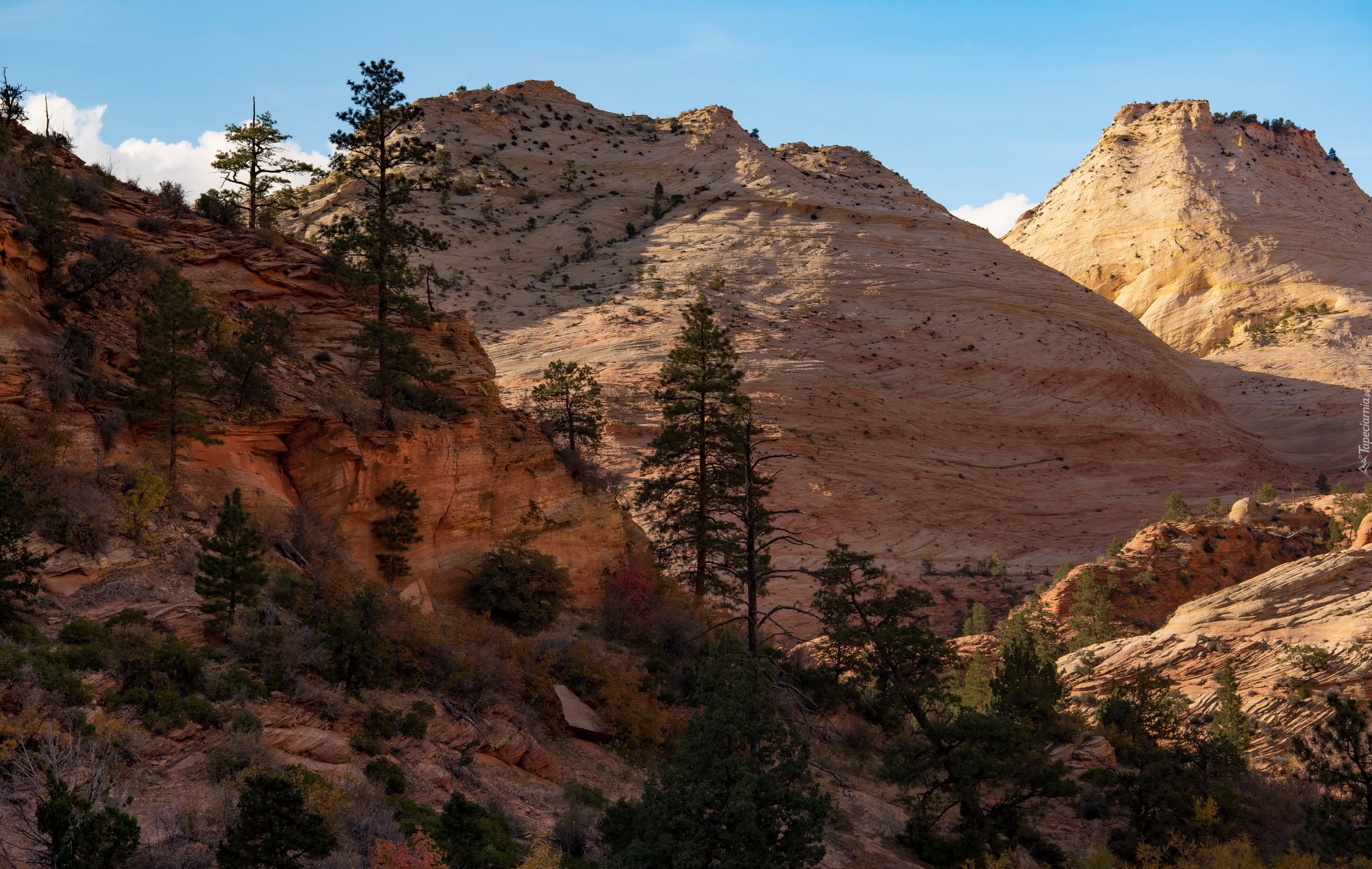 Park Narodowy Zion, Drzewa, Góry, Skały, Stan Utah, Stany Zjednoczone