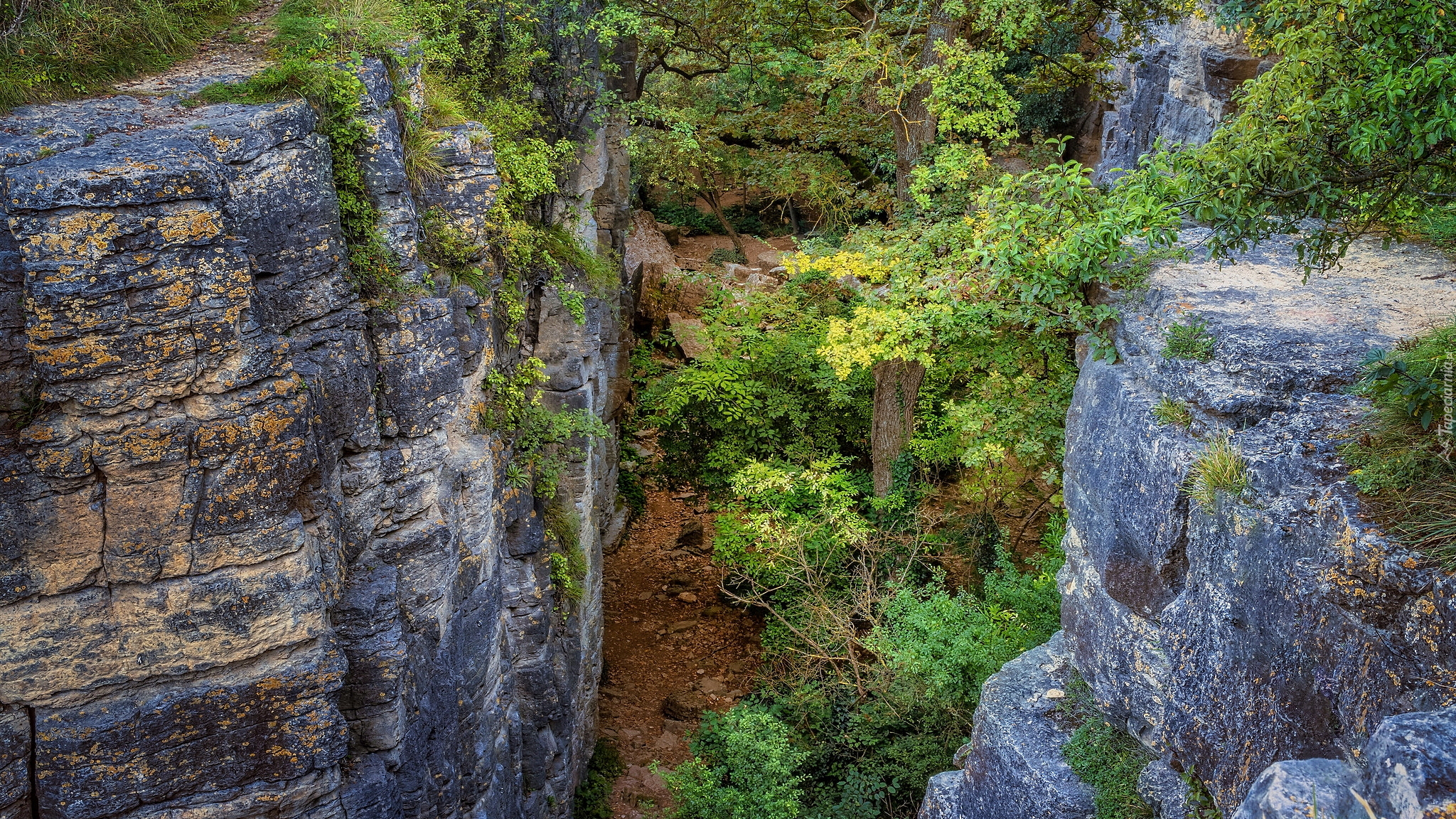 Skały, Drzewa, Rezerwat przyrody, Hessigheimer Felsengarten, Badenia-Wirtembergia, Niemcy