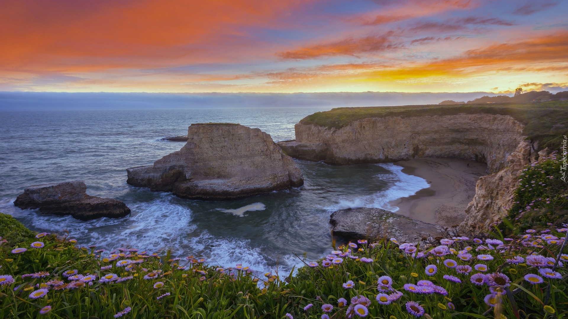 Morze, Ocean Spokojny, Wybrzeże, Skały, Kwiaty, Zachód słońca, Plaża Shark Fin Cove, Davenport, Hrabstwo Santa Cruz, Kalifornia, Stany Zjednoczone