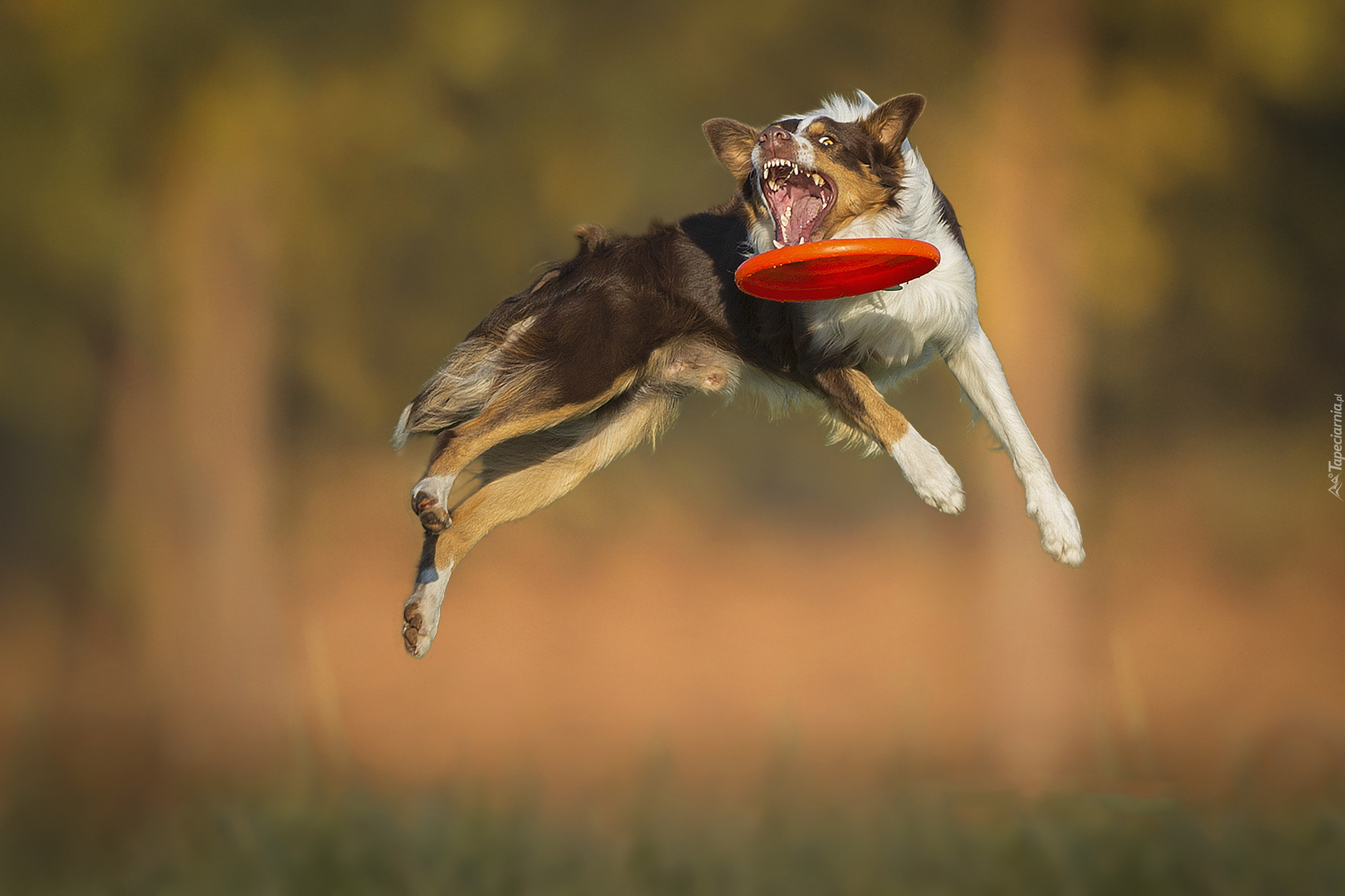 Border Collie, Skok, Frisbee