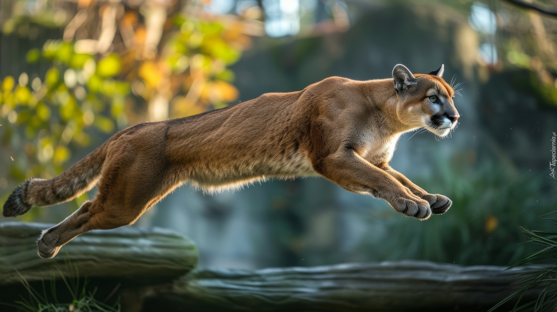 Puma, Skacząca, AI