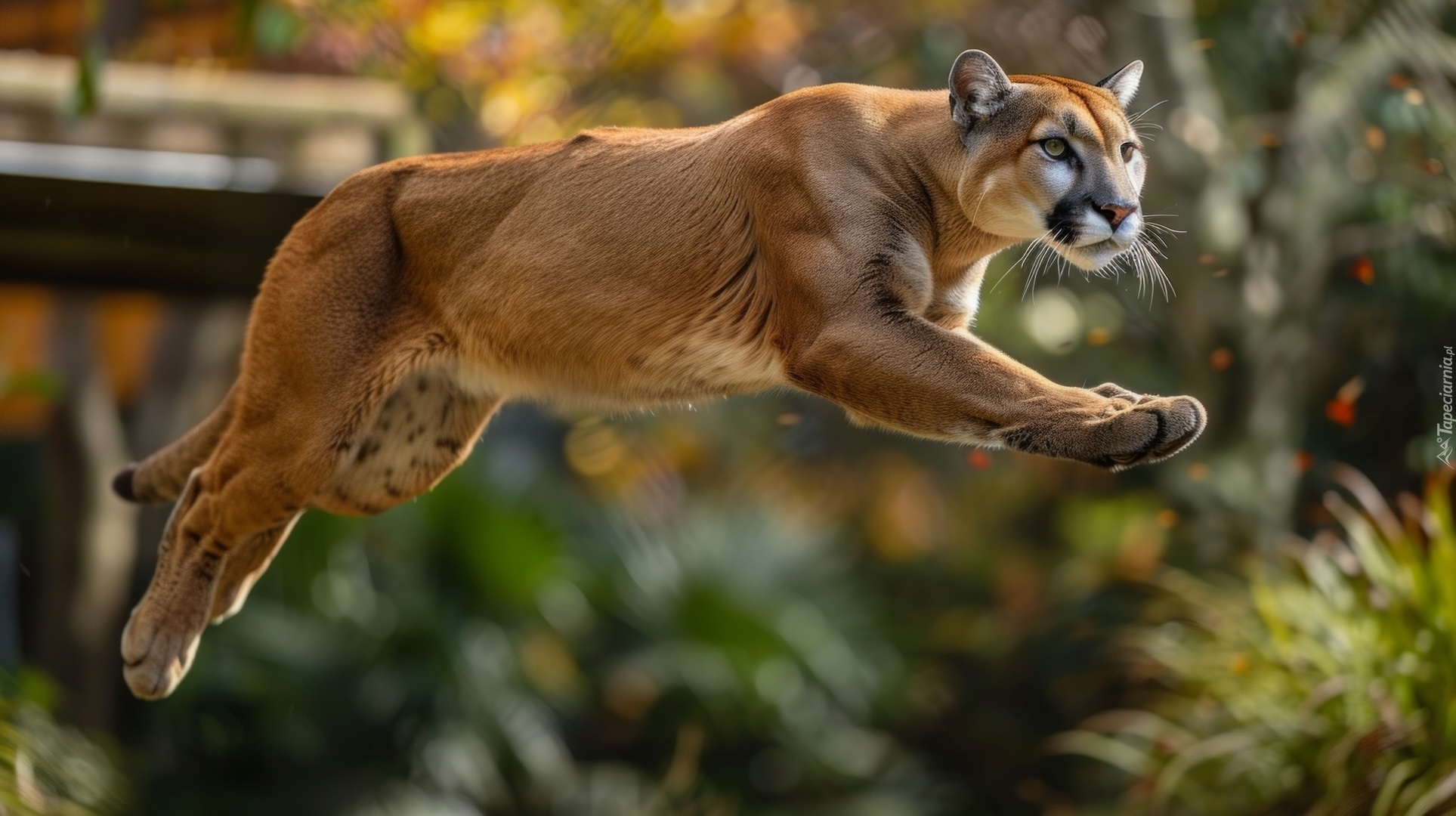 Puma, Skok, Grafika, AI