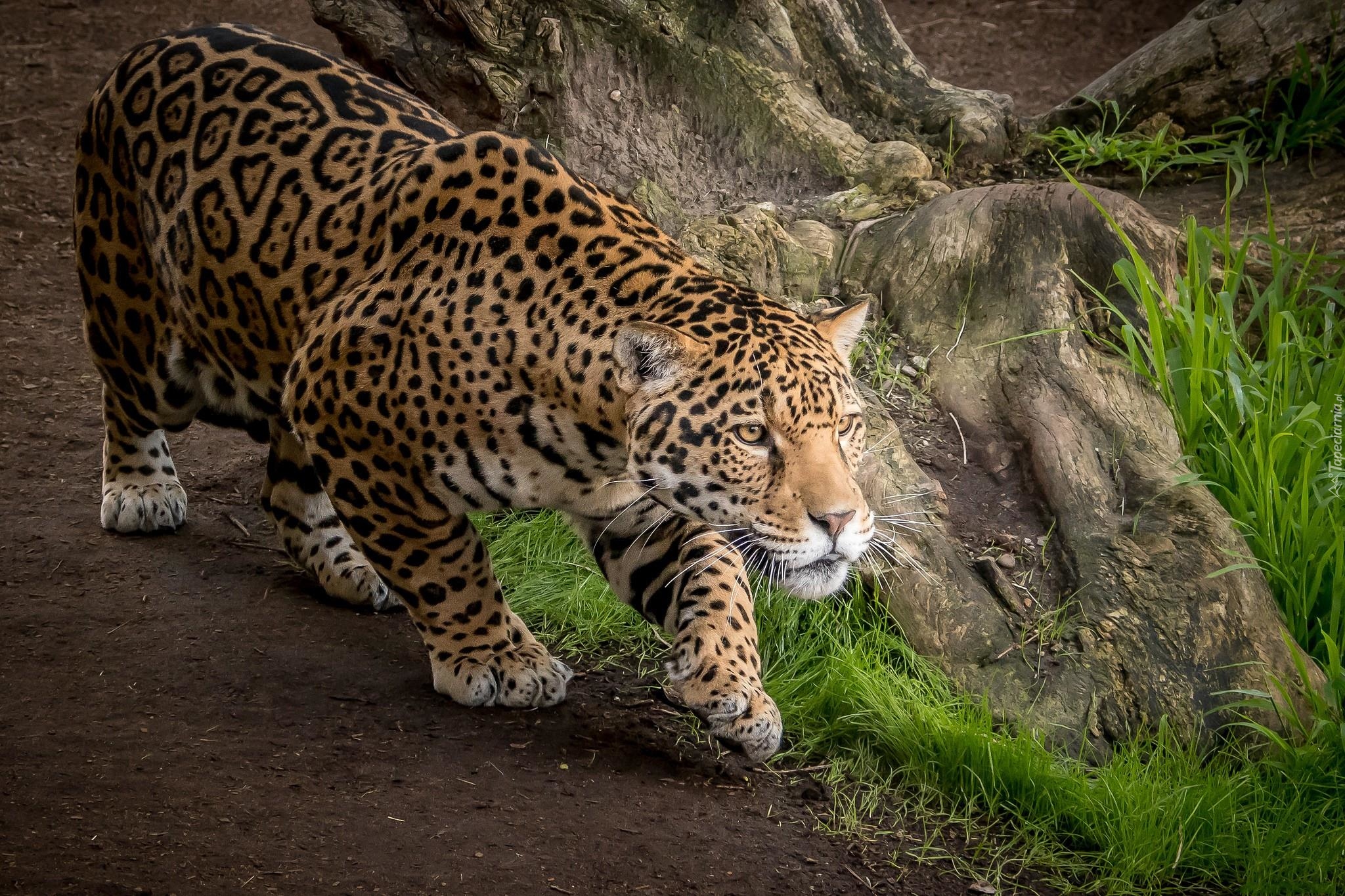 Jaguar, Ścieżka