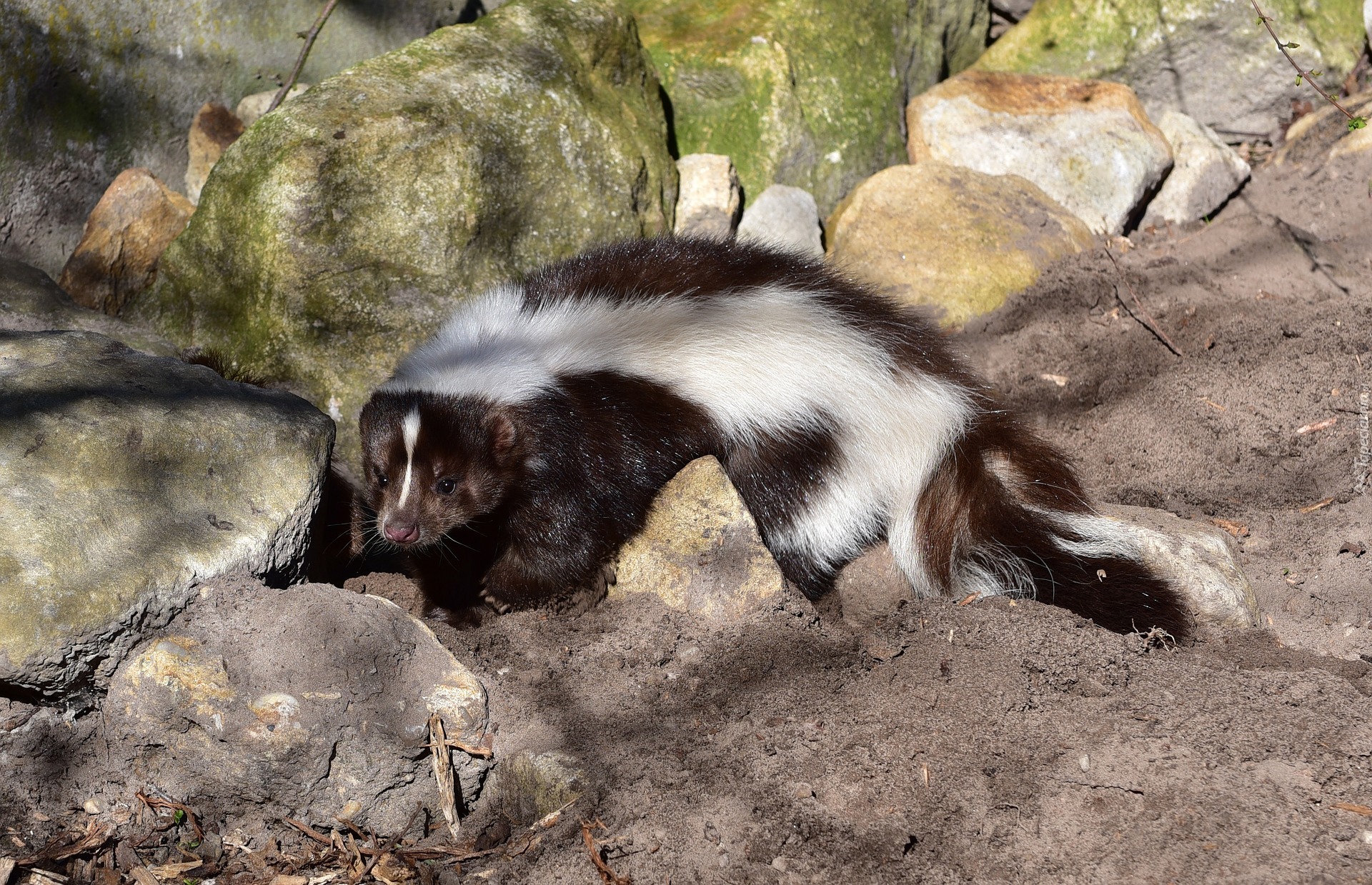 Skunks, Głazy, Kamienie