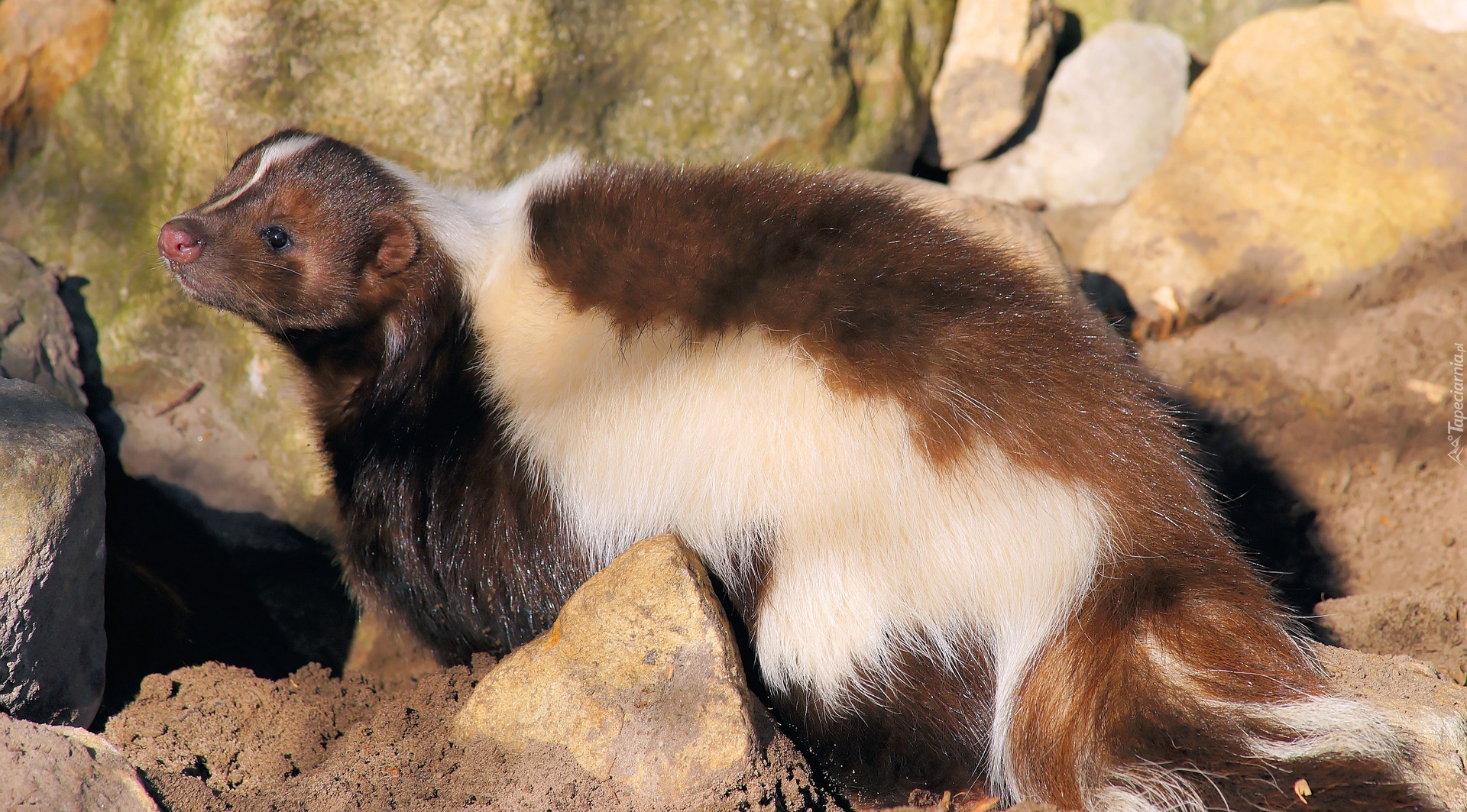 Skunks, Skały