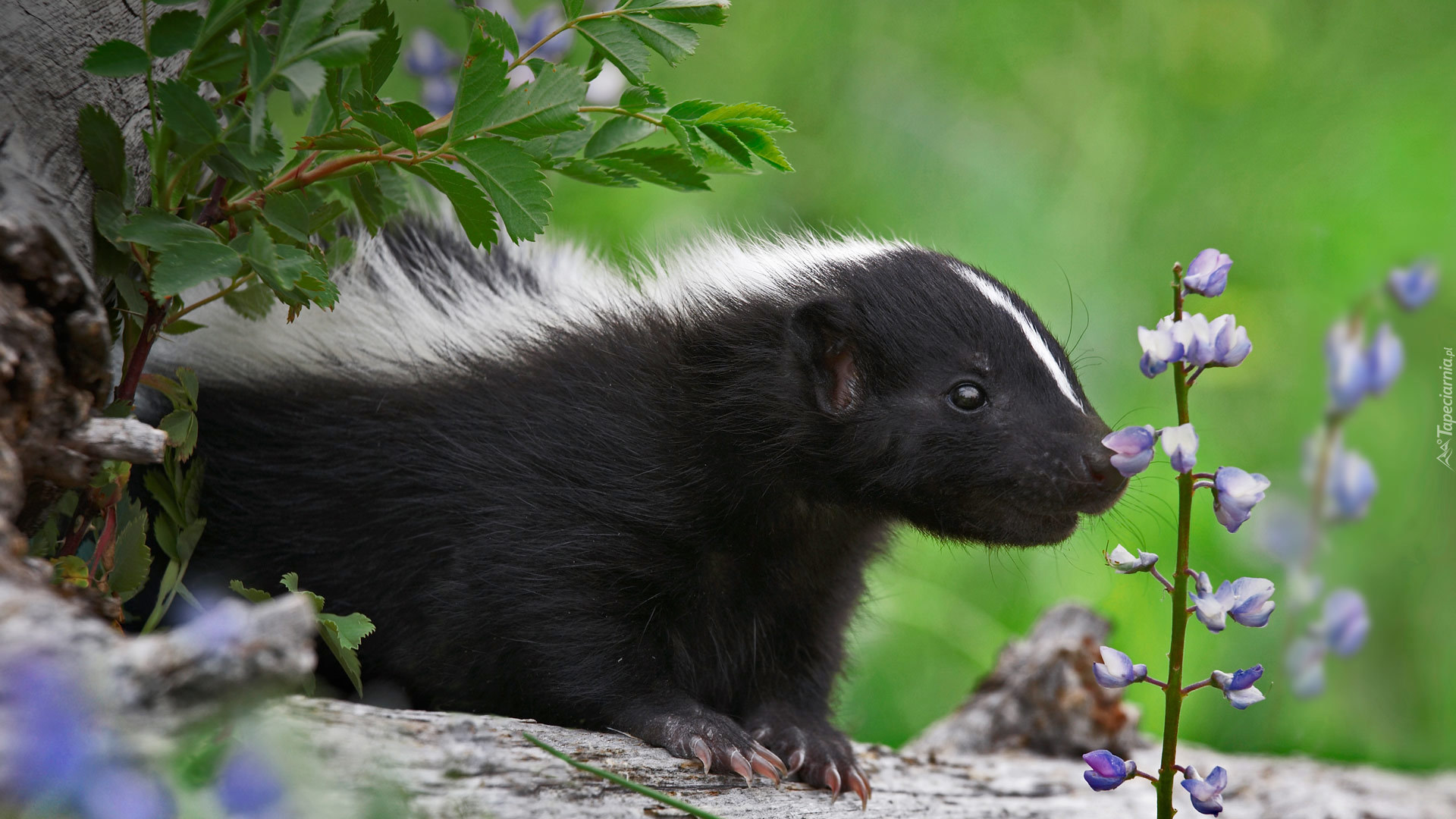 Skunks, Kwiaty