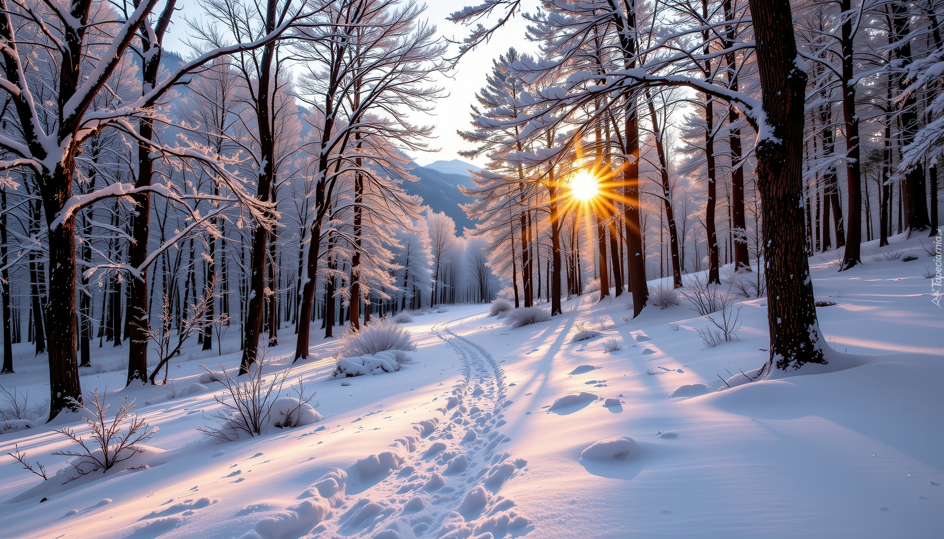 Zima, Drzewa, Ścieżka, Las, Promienie słońca, Grafika AI