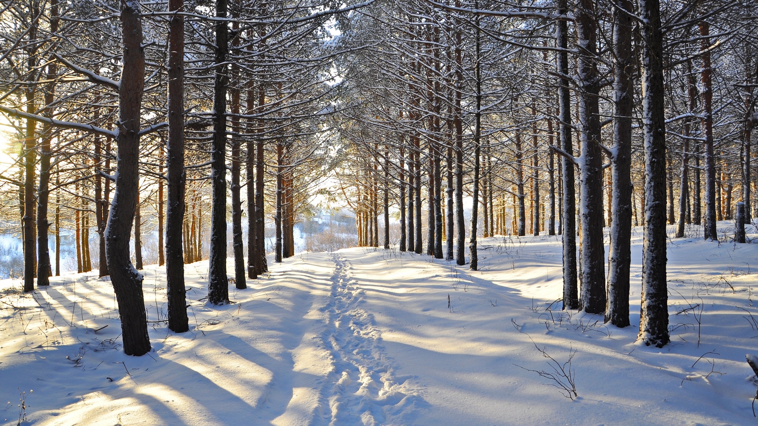Las, Drzewa, Droga, Śnieg, Ślady, Zima