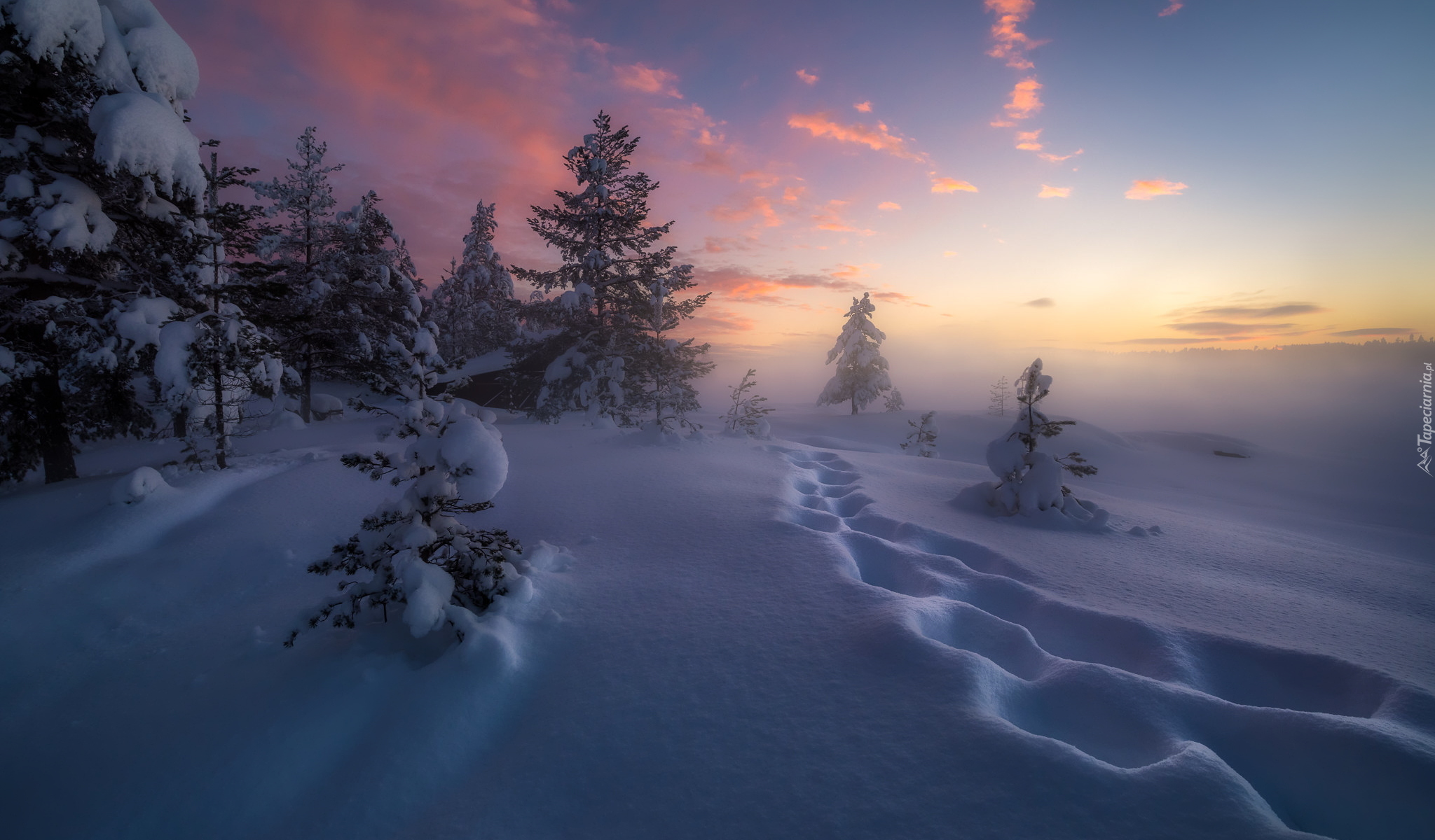 Zima, Śnieg, Ślady, Ośnieżone, Drzewa, Ringerike, Norwegia