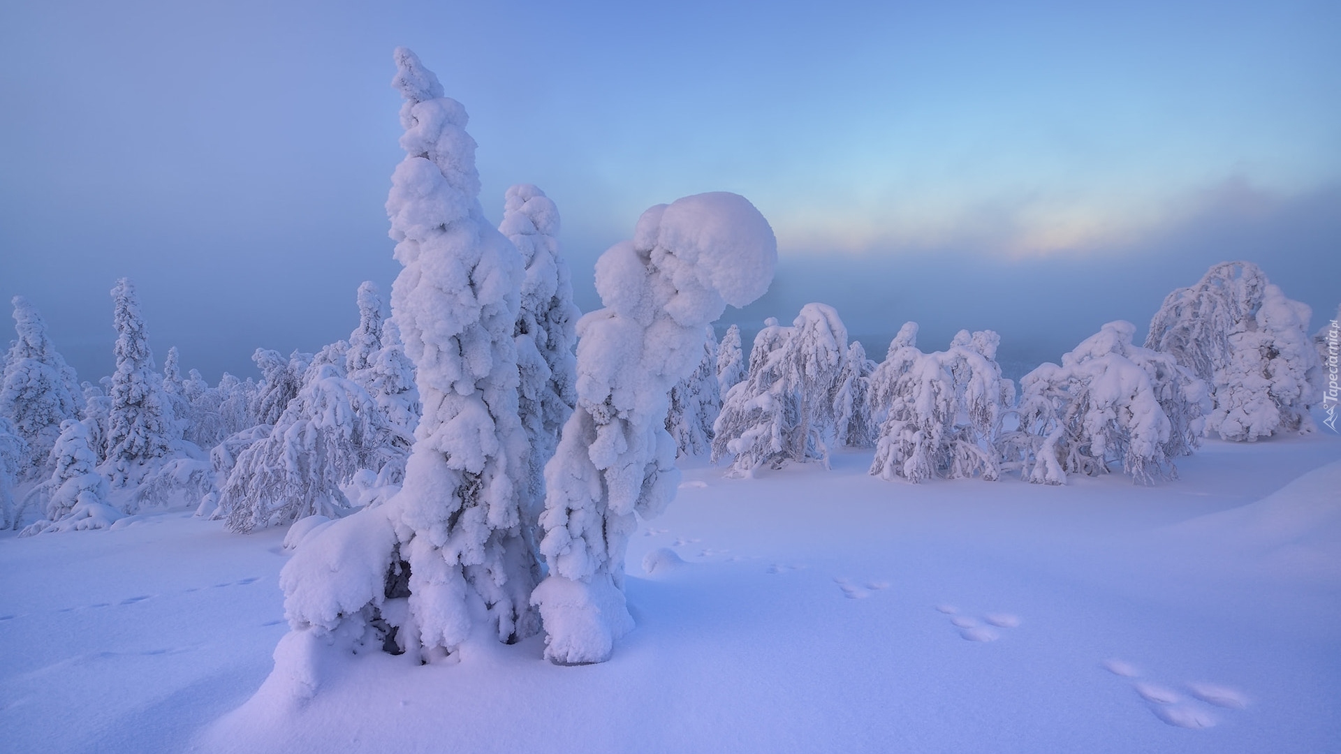 Zima, Śnieg, Ośnieżone, Drzewa, Ślady