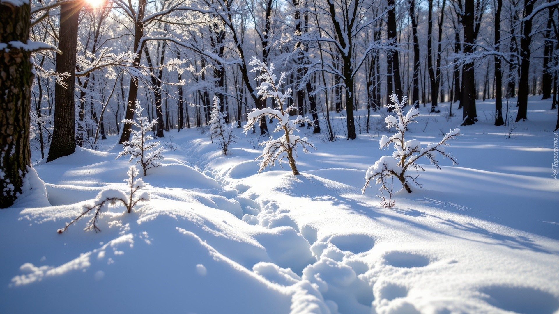 Zima, Las, Ośnieżone, Drzewa, Przebijające światło, Ślady
