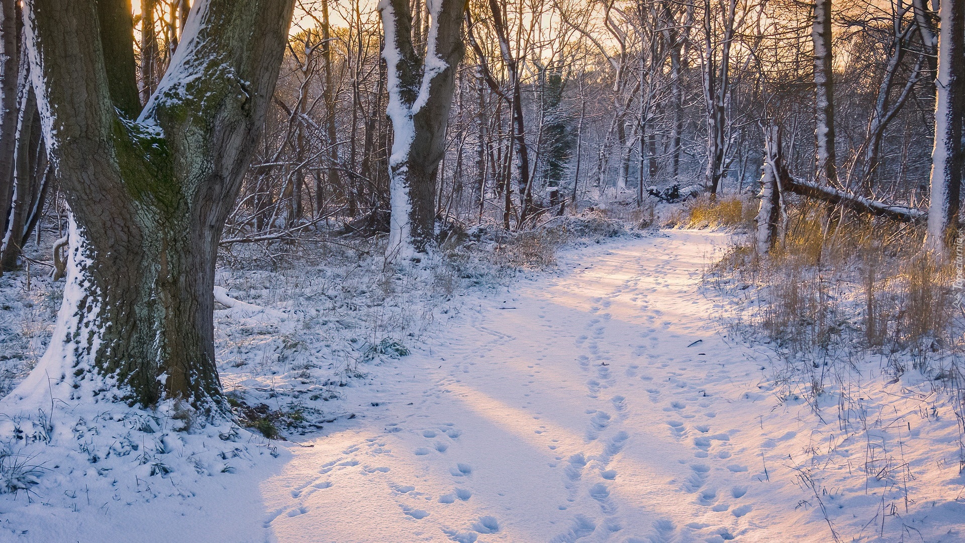 Zima, Las, Ośnieżone, Drzewa, Droga, Ślady