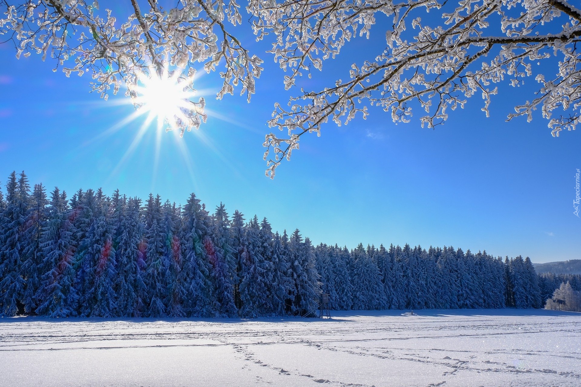 Zima, Las, Drzewa, Pole, Ślady, Śnieg, Gałęzie, Promienie słońca