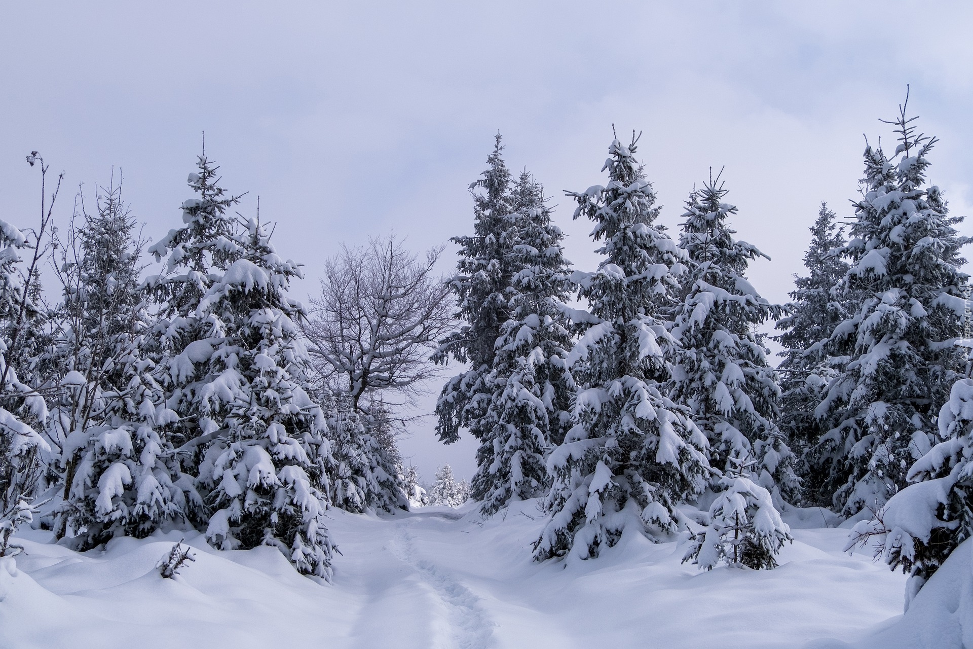 Zima, Drzewa, Las Śnieg, Droga
