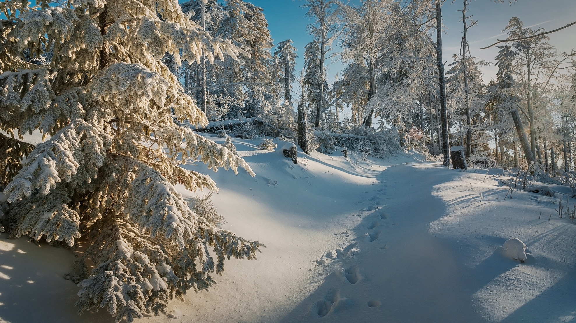 Zima, Śnieg, Drzewa, Las, Ślady