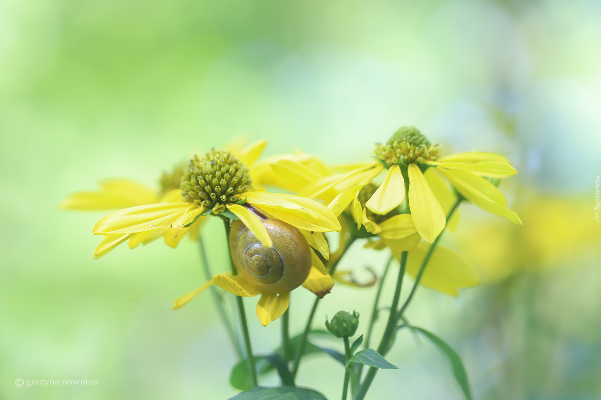 Rudbekia, Żółte, Kwiaty, Ślimak