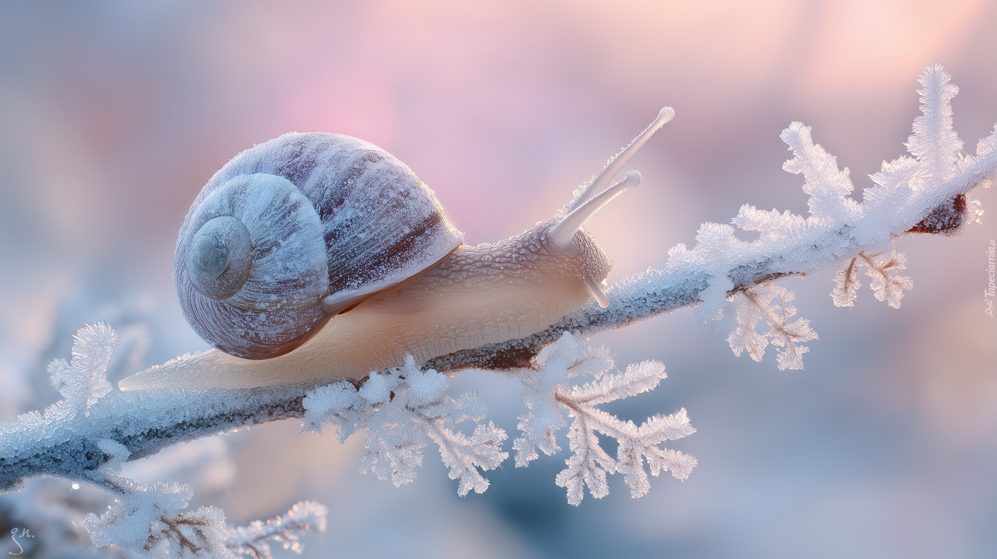 Ślimak, Gałązka, Szron, Grafika AI, Zima