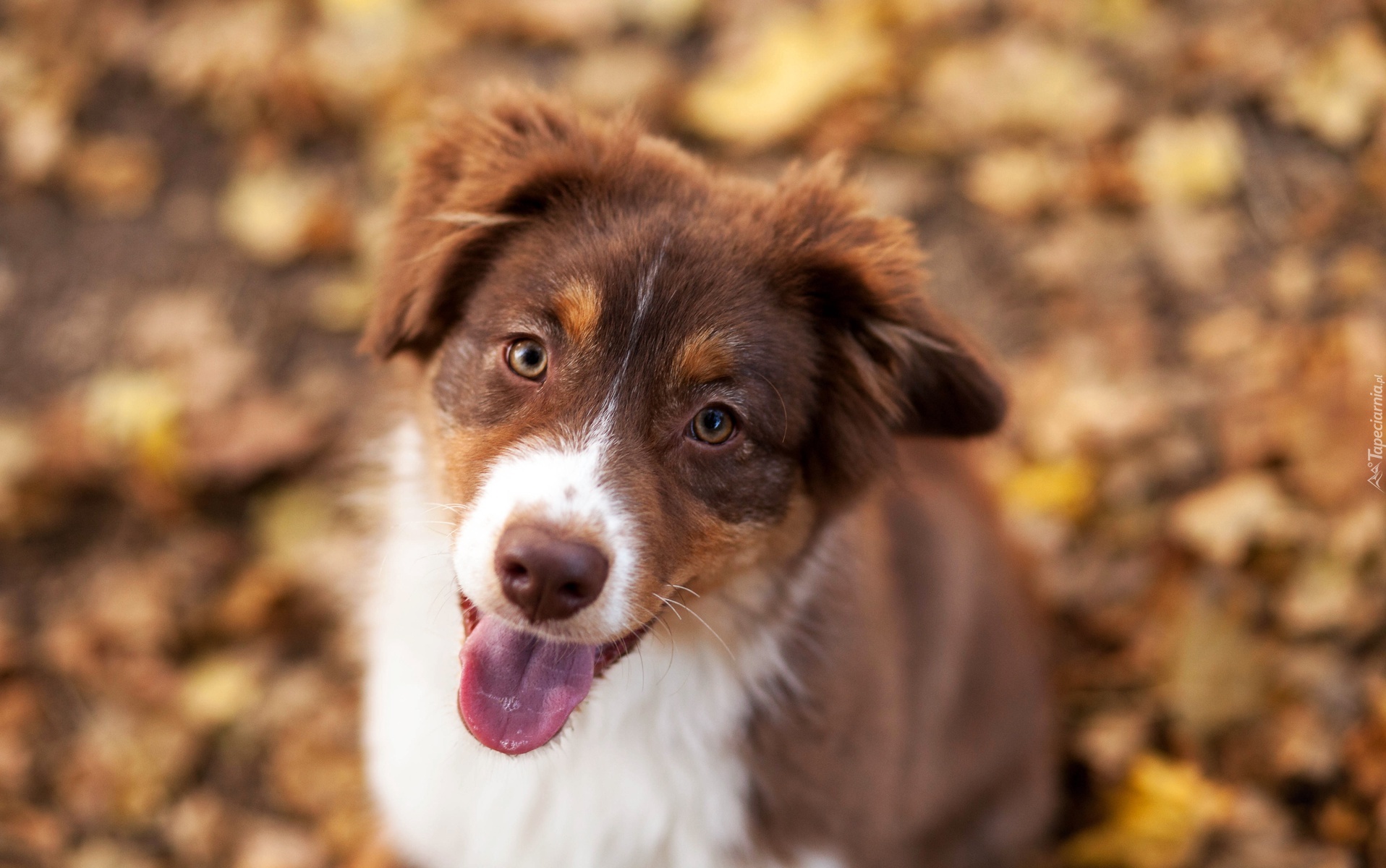 Szczeniak, Border collie, Mordka