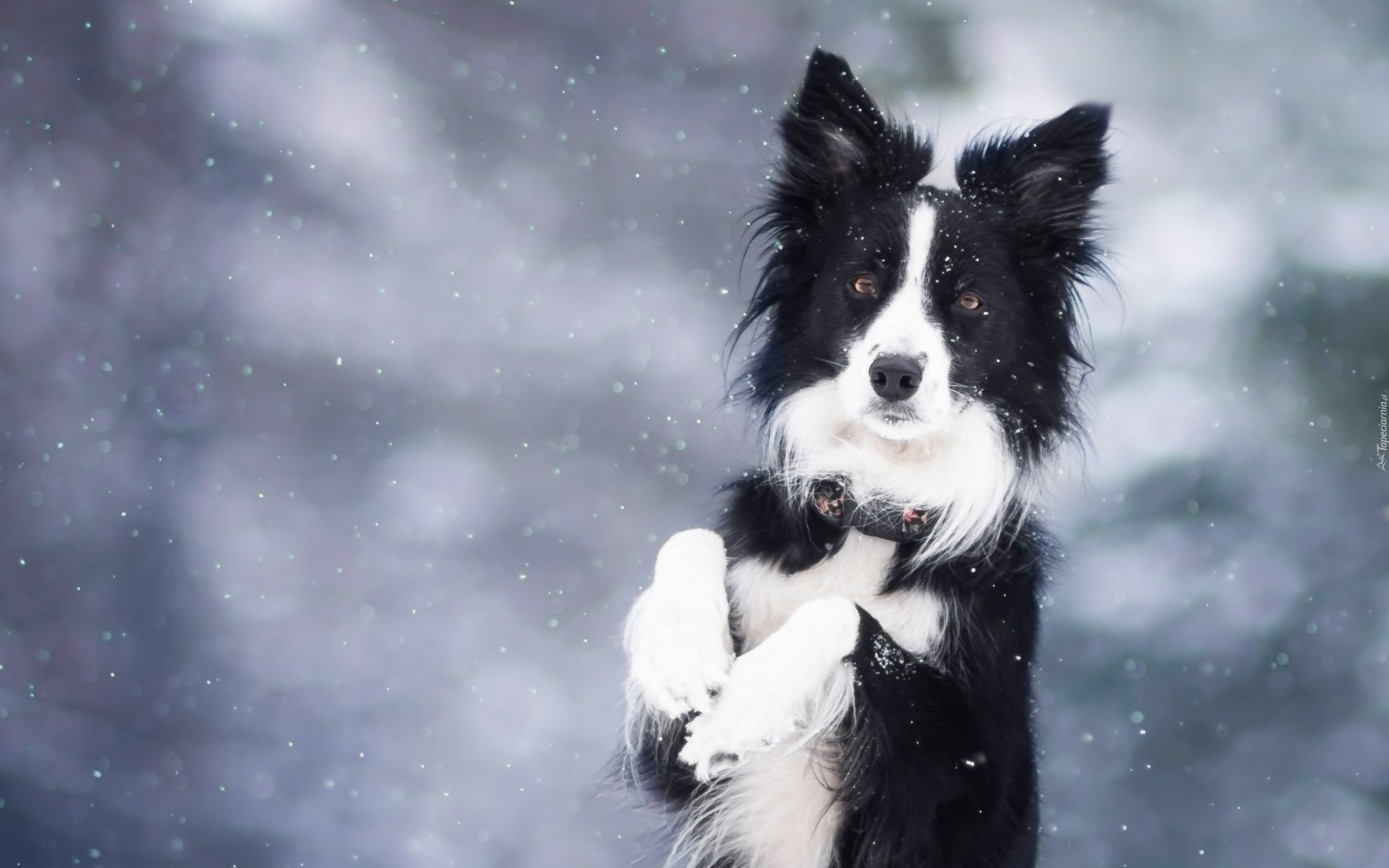 Border Collie, Zima