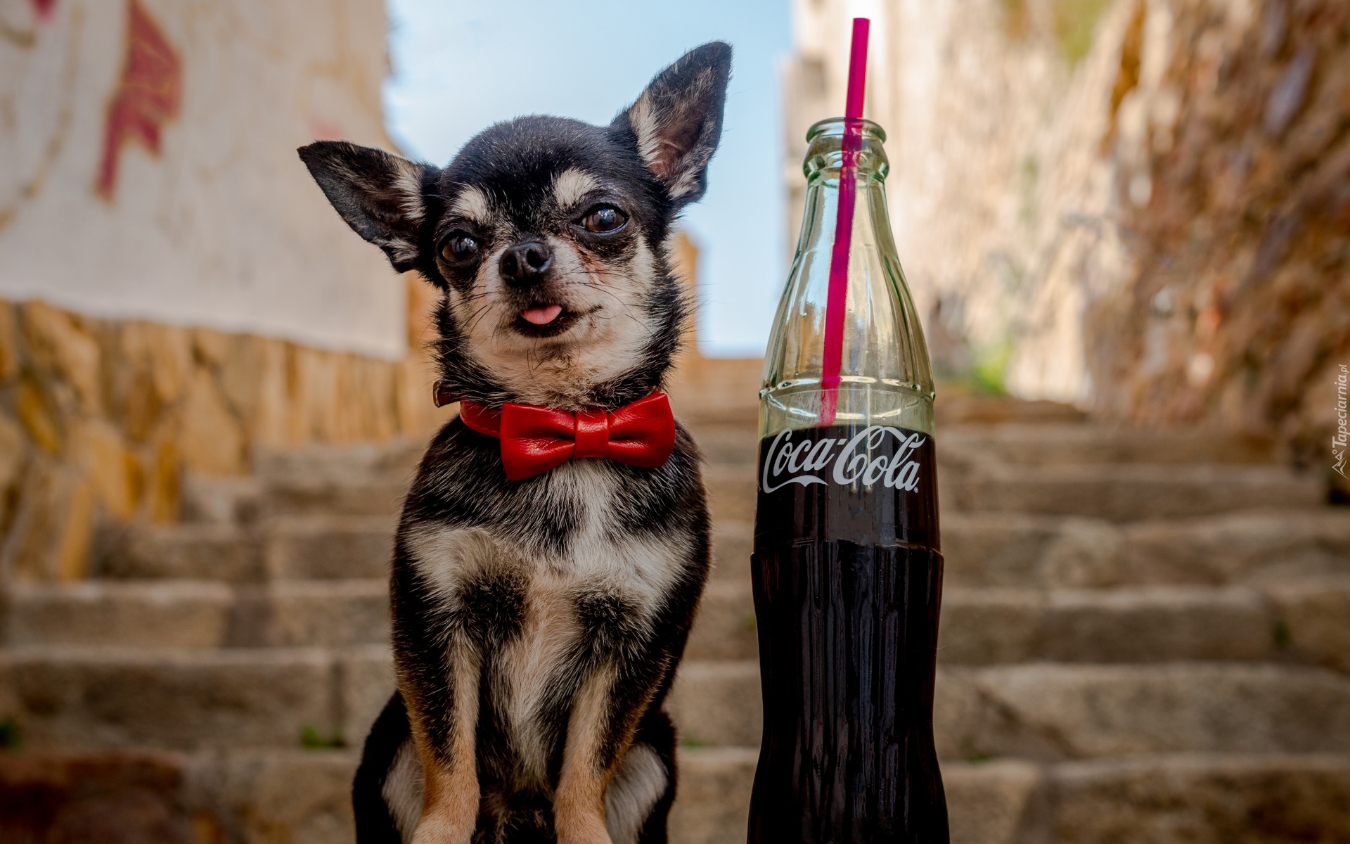 Pies, Chihuahua, Coca-Cola