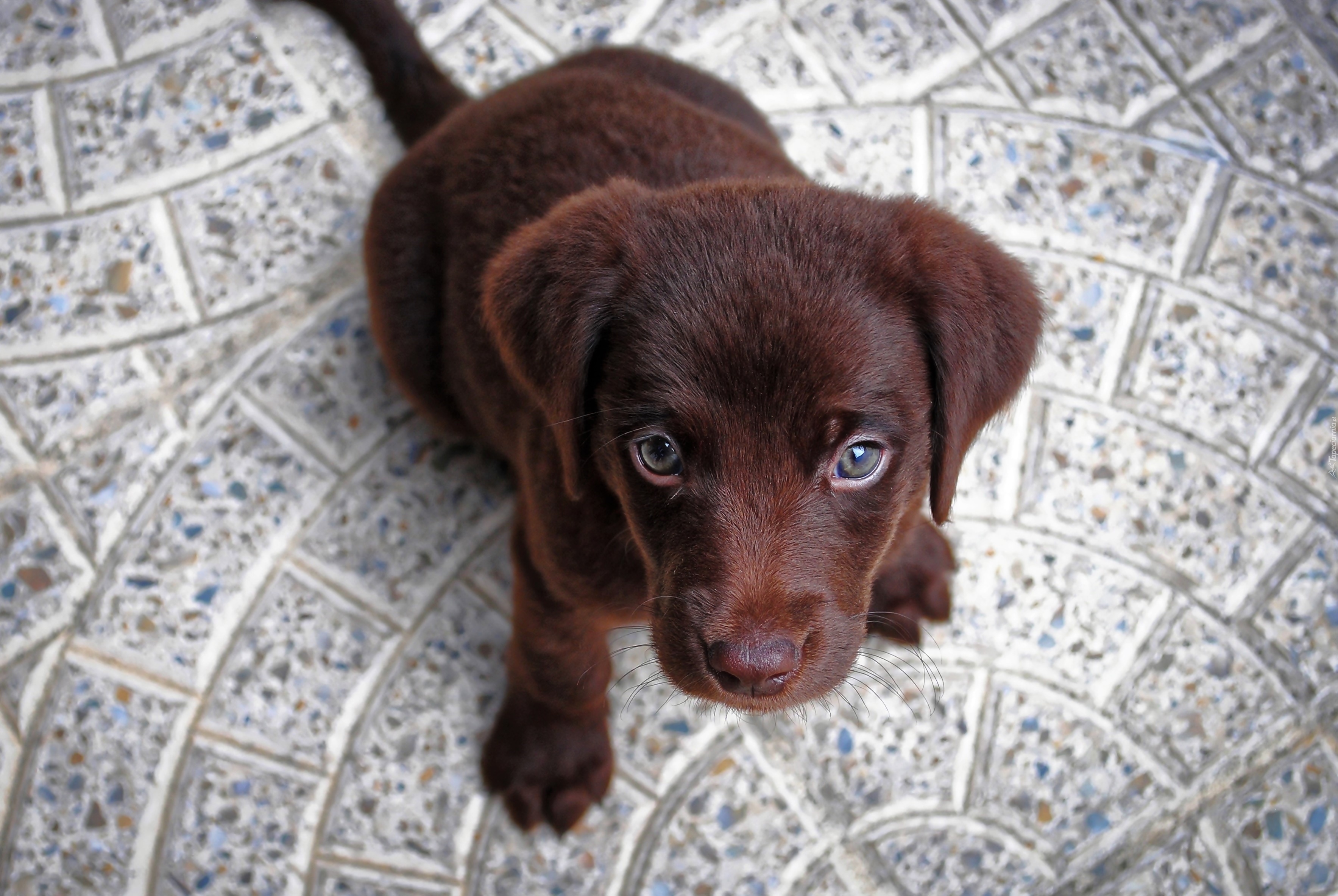 Labrador retriever, Słodki, Szczeniak