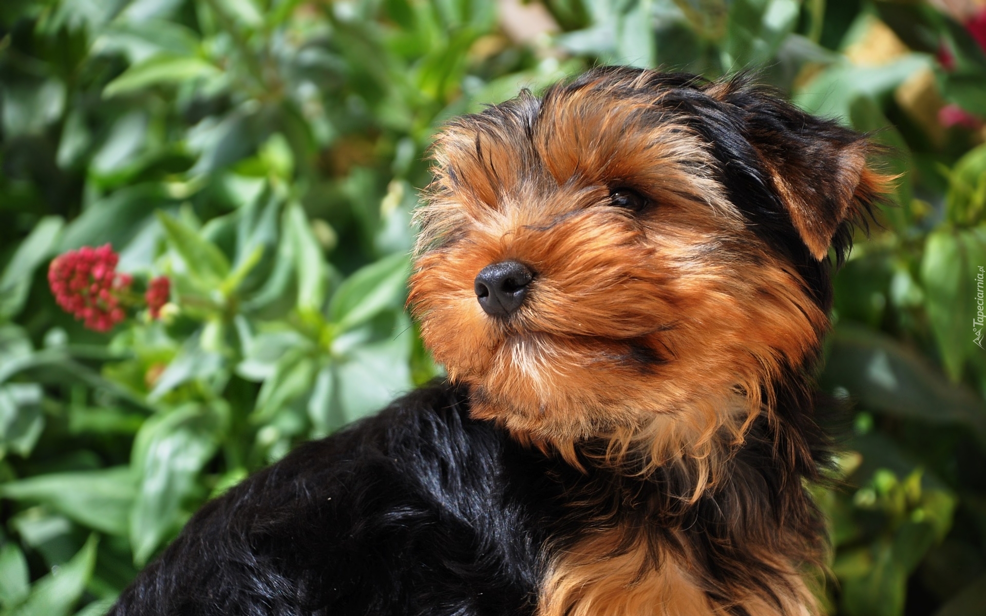 Yorkshire terrier