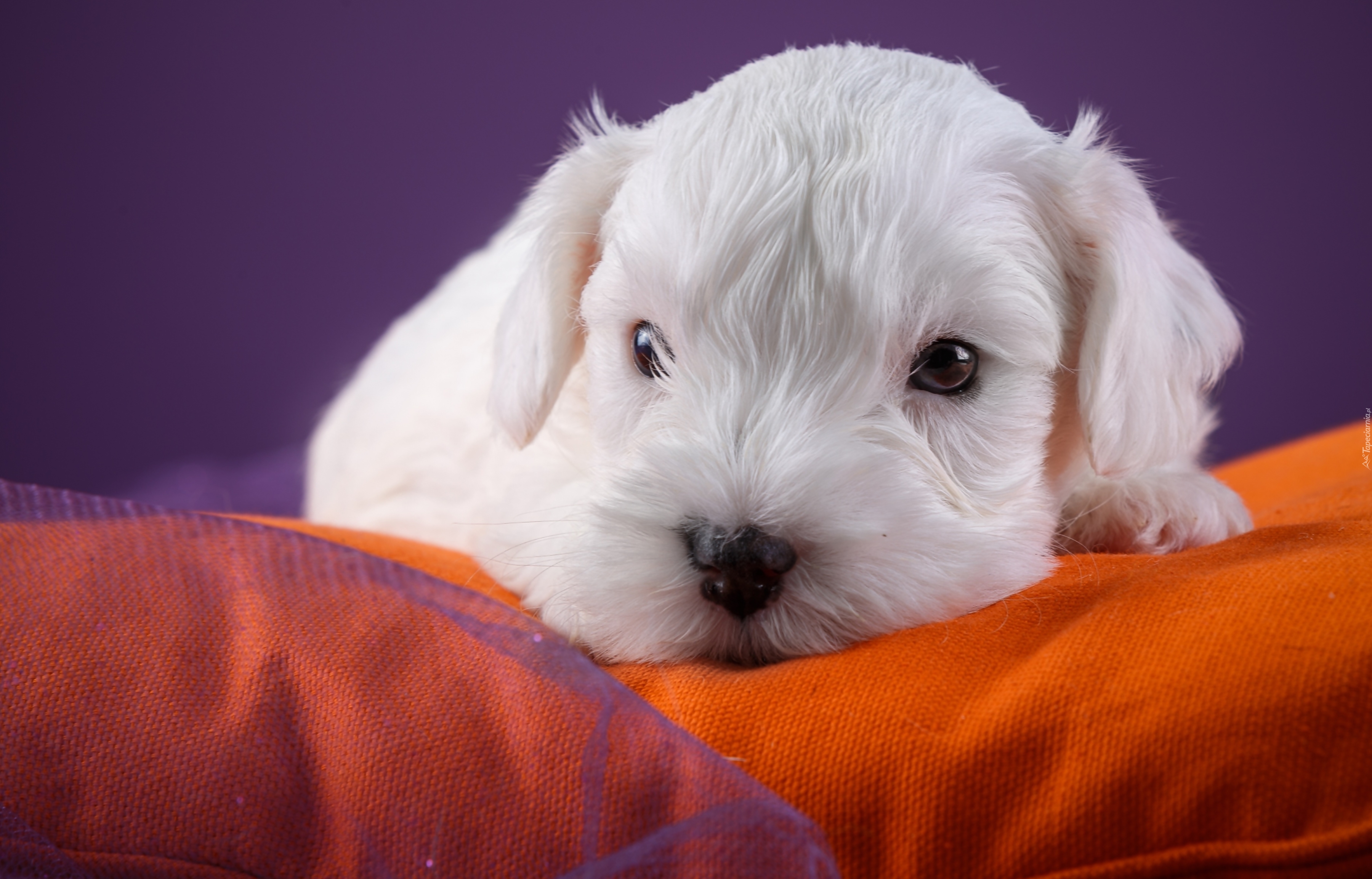 Słodki, Szczeniaczek, Sealyham terrier, Kanapa