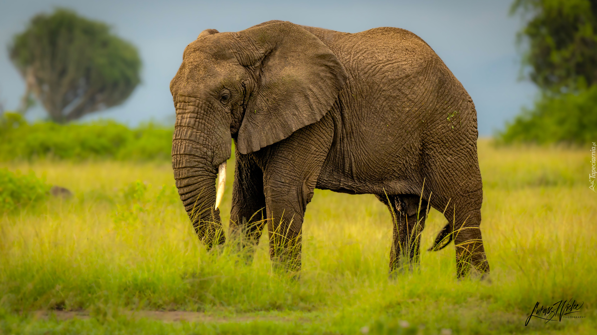 Słoń, Opuszczona, Trąba, Zielona, Trawa