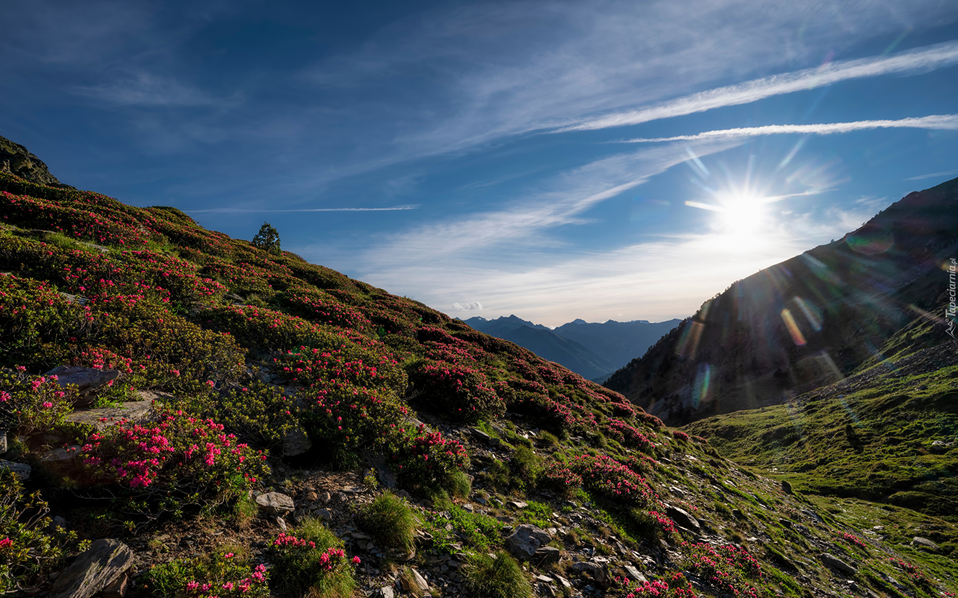 Góry, Pireneje, Wschód słońca, Kwiaty, Łąka, Roślinność, Park Narodowy Vall de Sorteny, Ordino, Andora