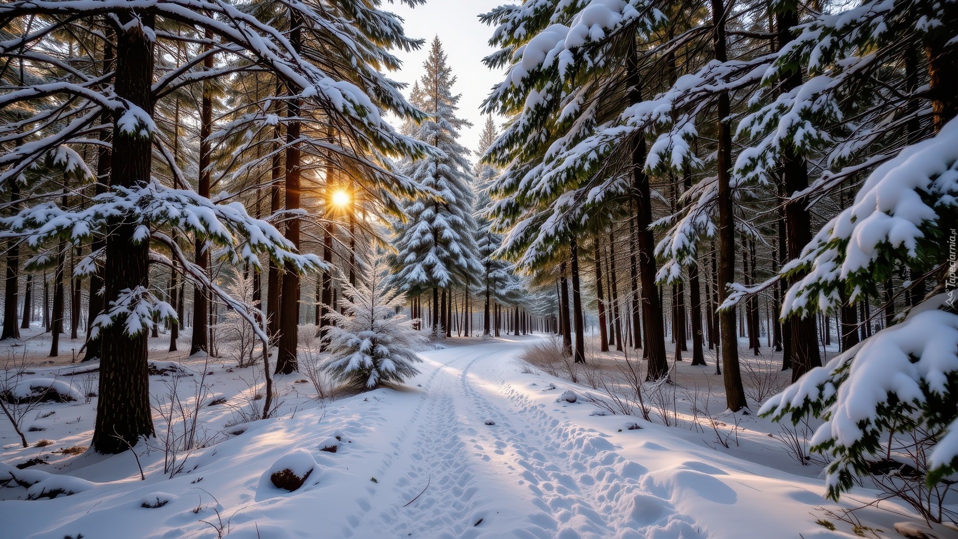 Zima, Las, Ośnieżone, Drzewa, Zaśnieżona, Droga, Słońce