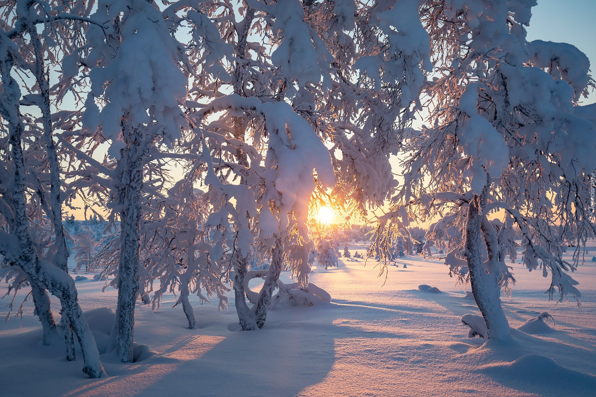 Wschód słońca, Ośnieżone, Drzewa, Zima